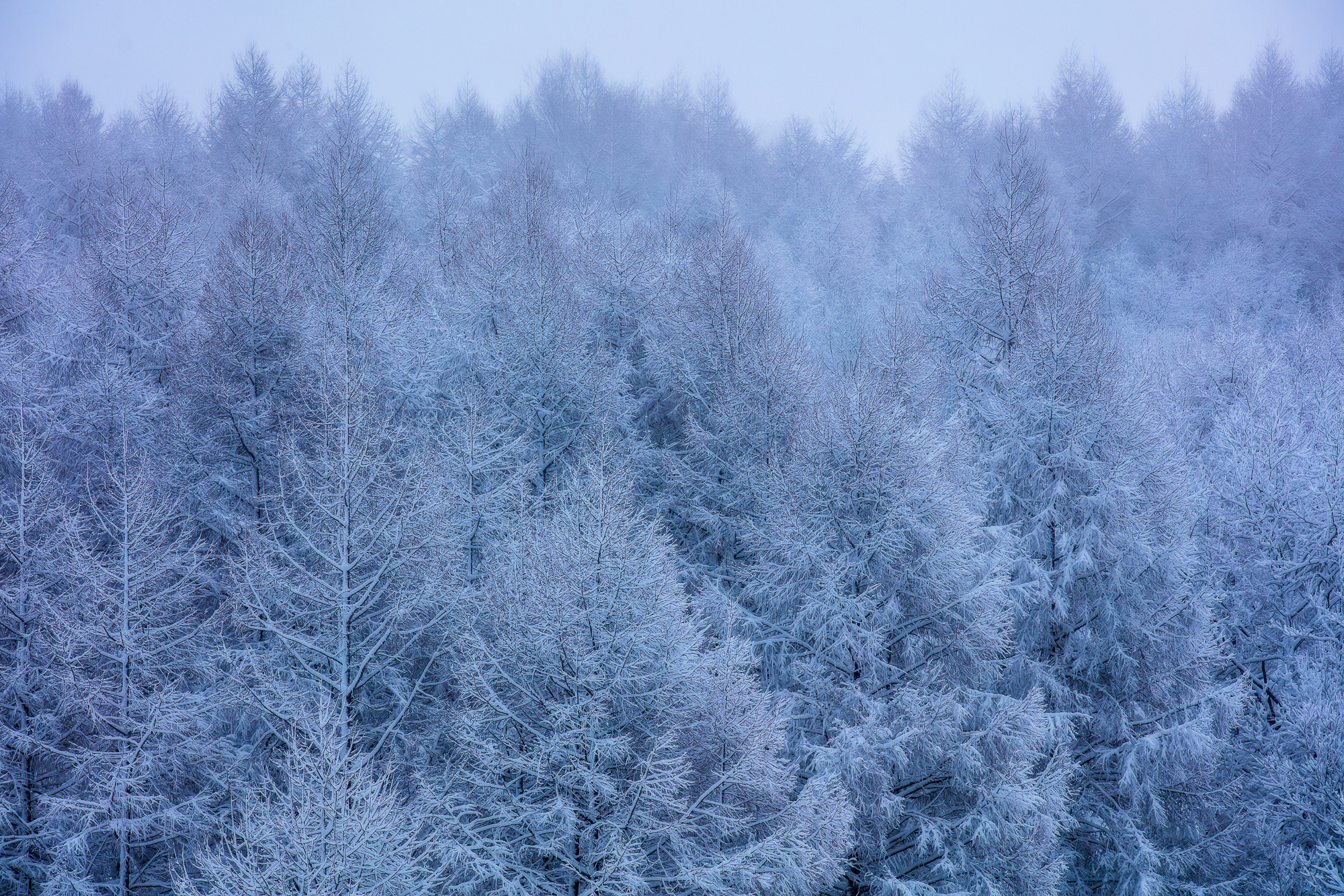 Canon EOS 5DS R sample photo. Snow rime photography