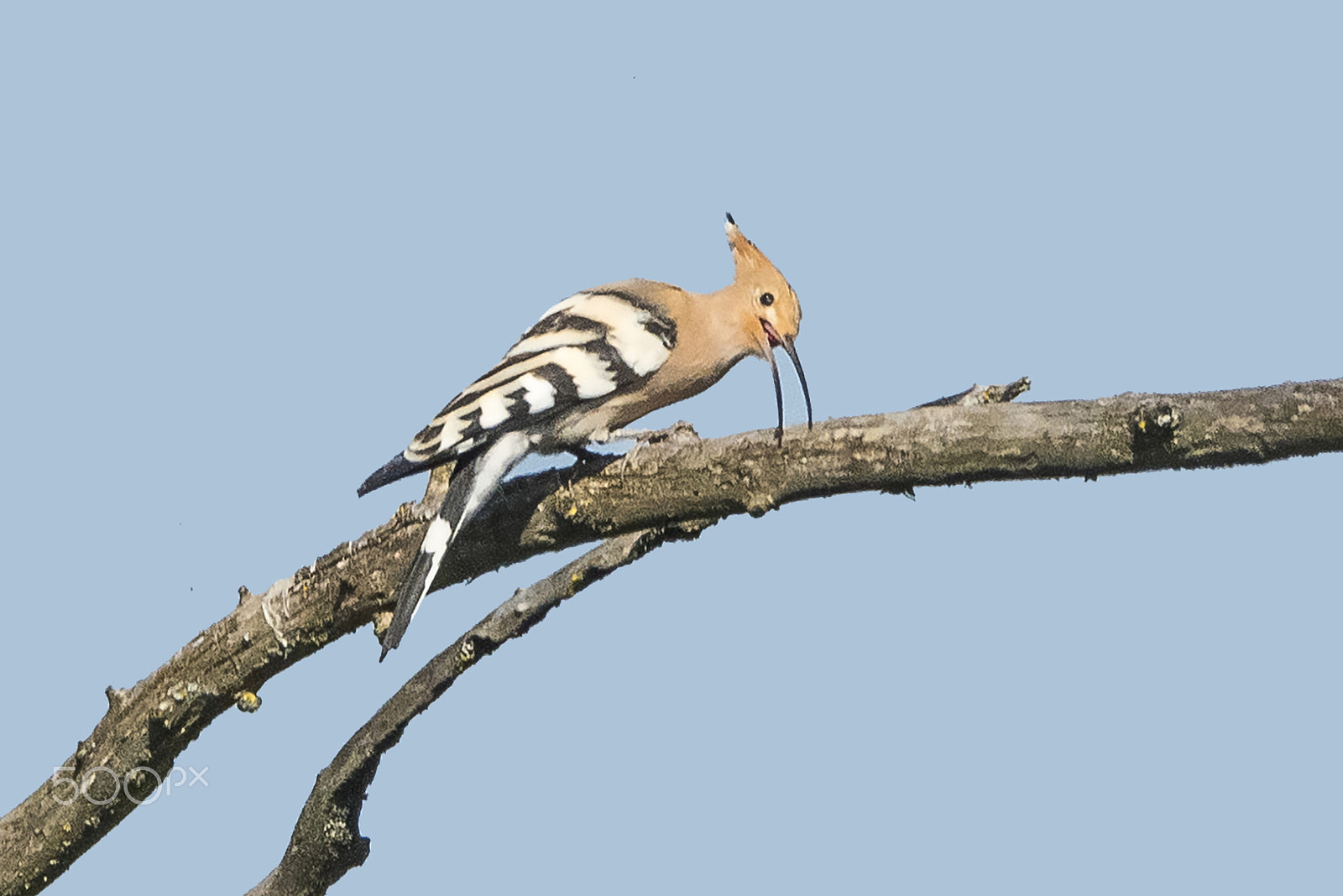 Sigma 150-600mm F5-6.3 DG OS HSM | C sample photo. Hoopoe/upupa/yдод photography