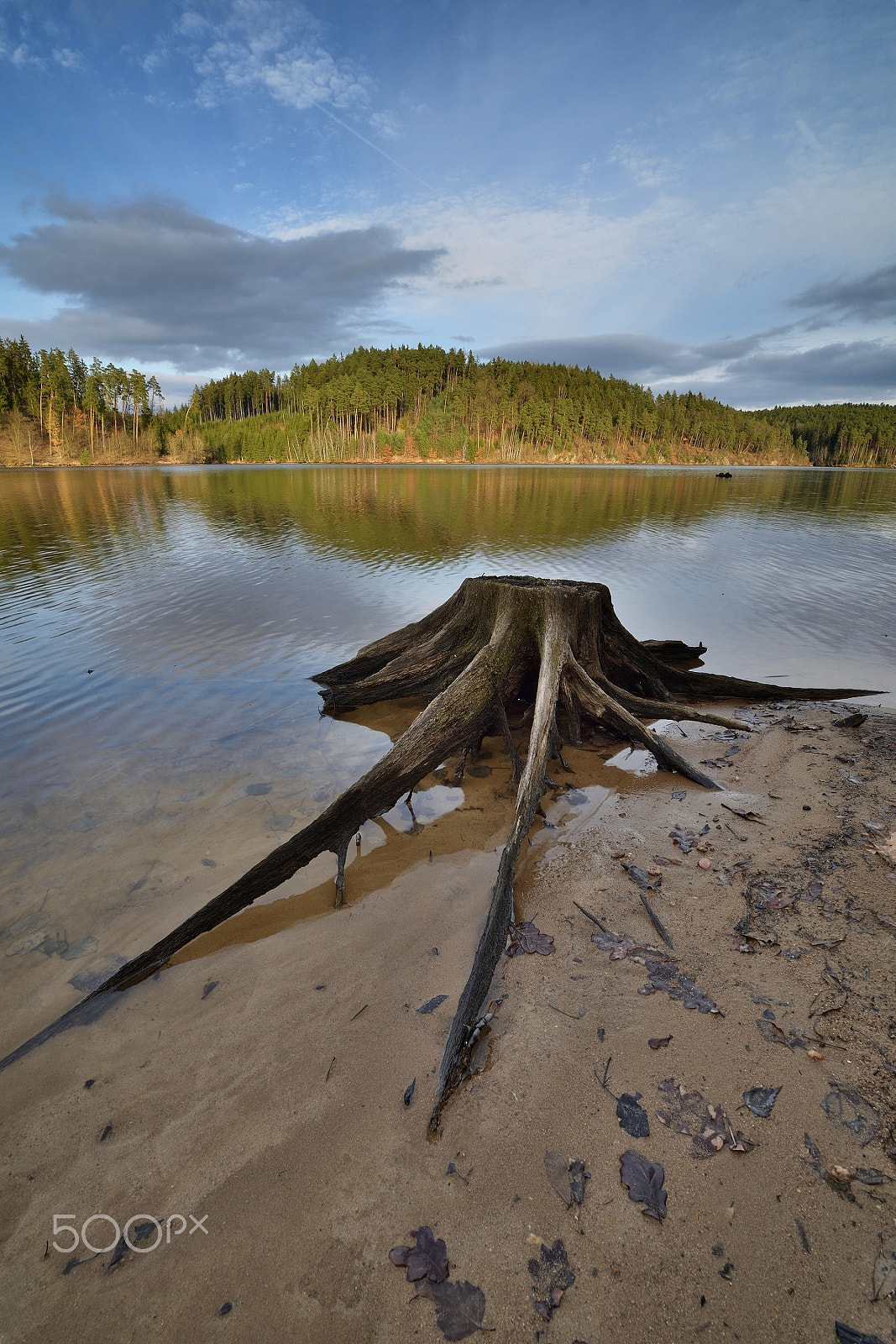 Samyang 14mm F2.8 ED AS IF UMC sample photo. Stump ... photography