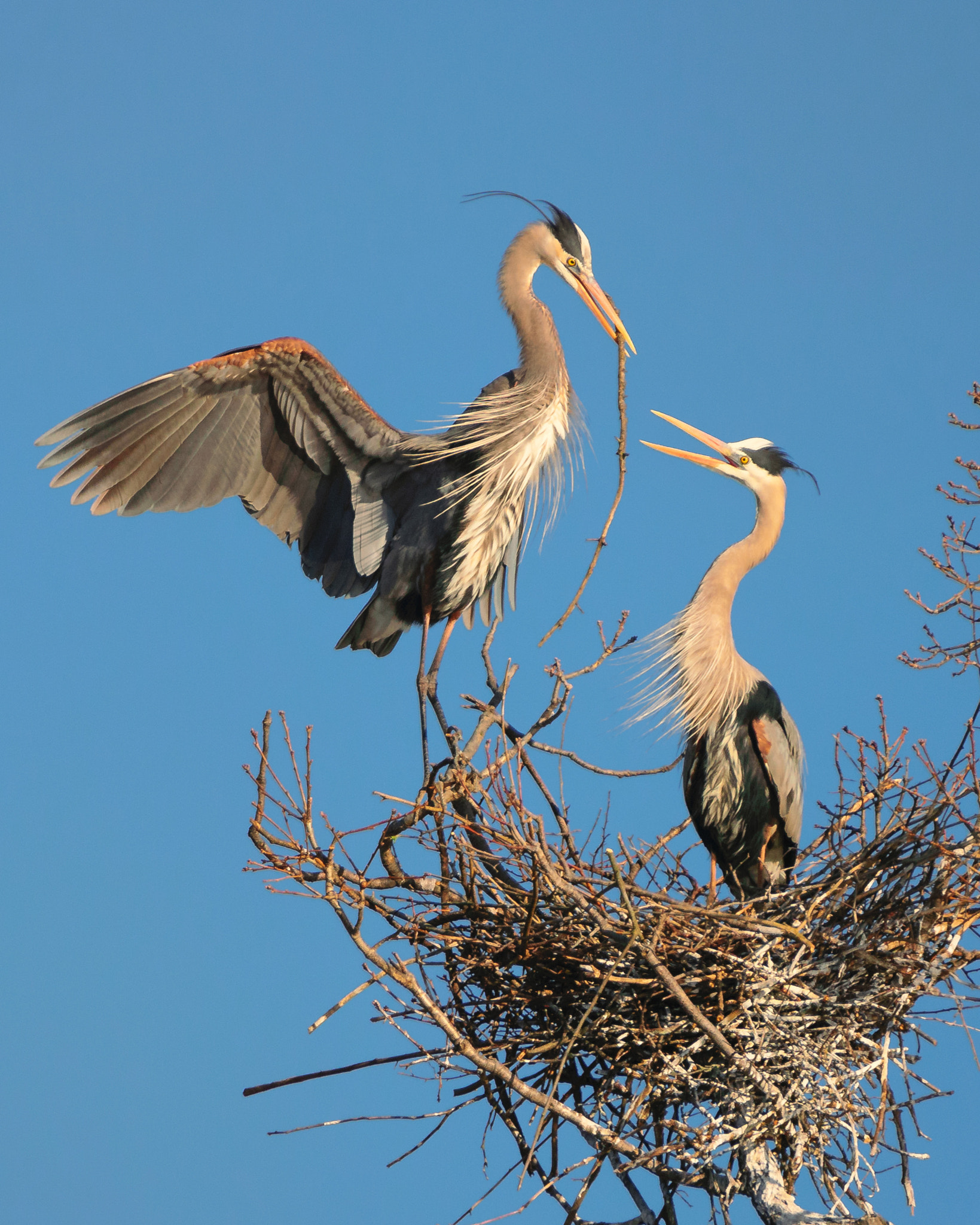 Nikon D3300 + Sigma 150-600mm F5-6.3 DG OS HSM | C sample photo. Home making couple photography