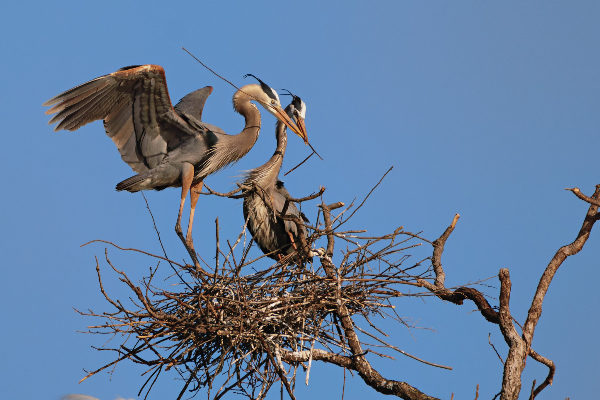 Nikon D3300 + Sigma 150-600mm F5-6.3 DG OS HSM | C sample photo. Home making couple photography