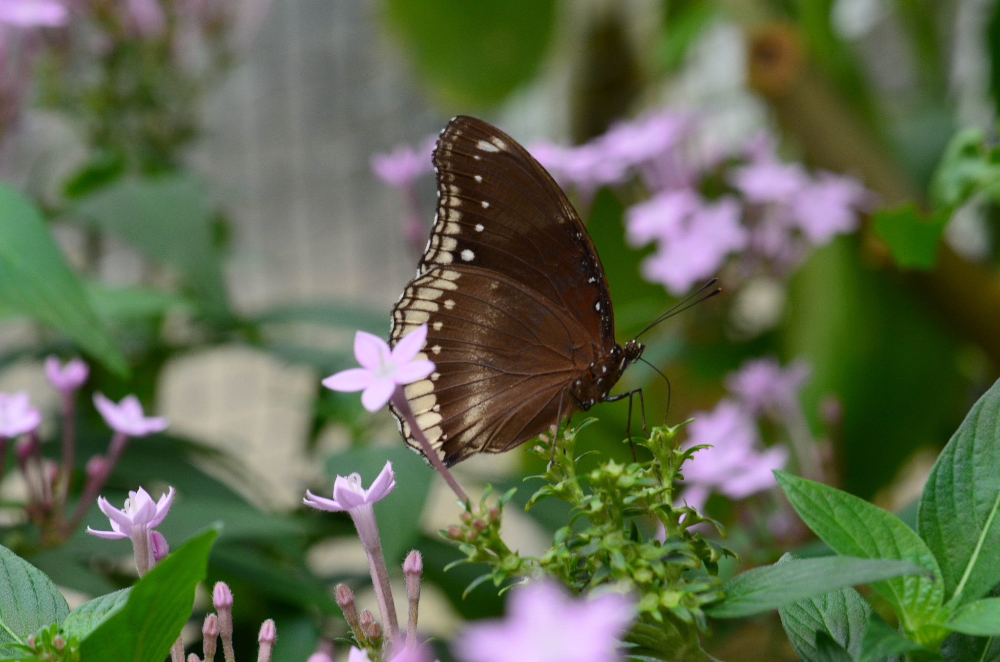 Nikon D5100 sample photo. The butterfly photography