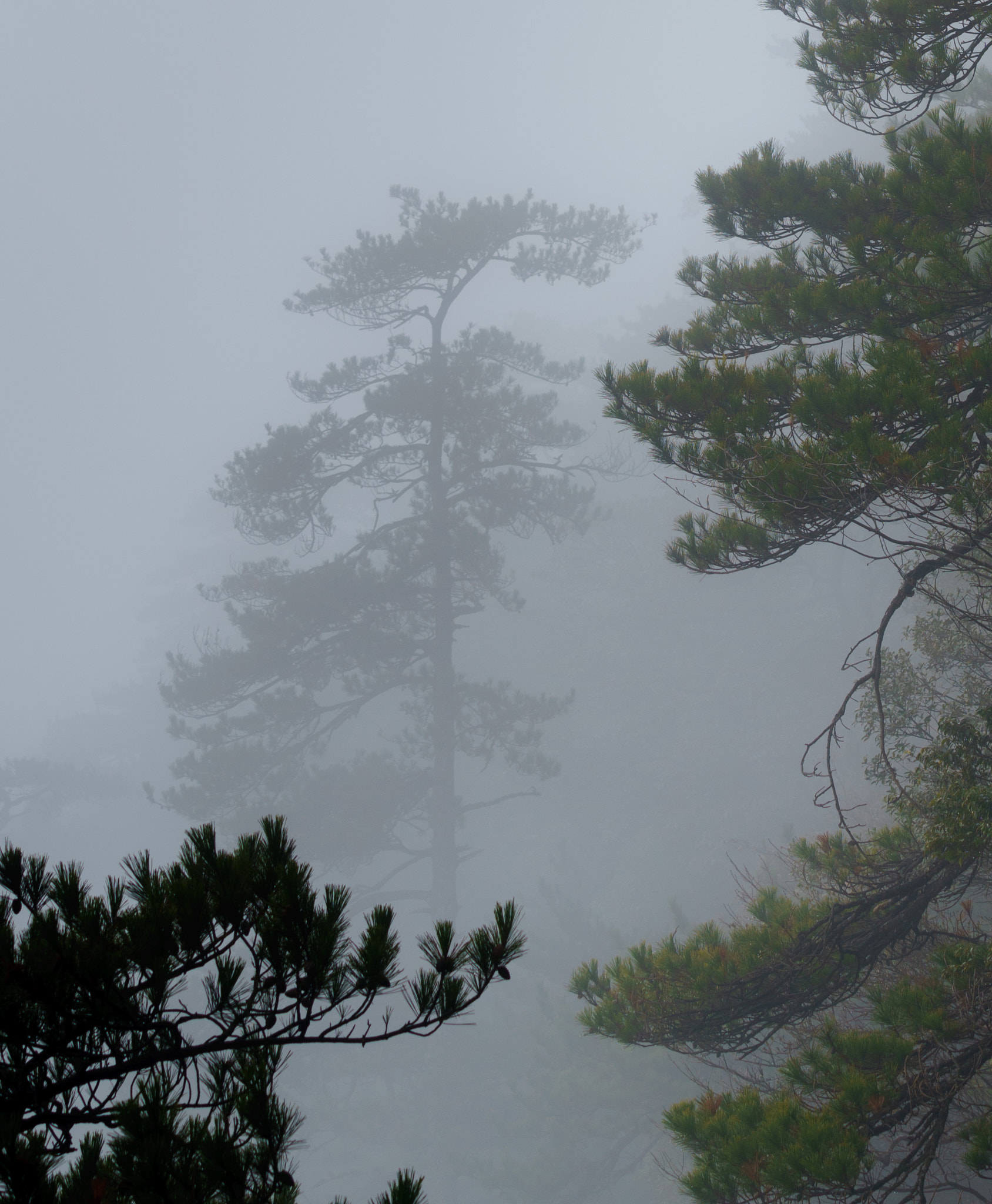 Sony a7R II sample photo. Fog pine tree photography