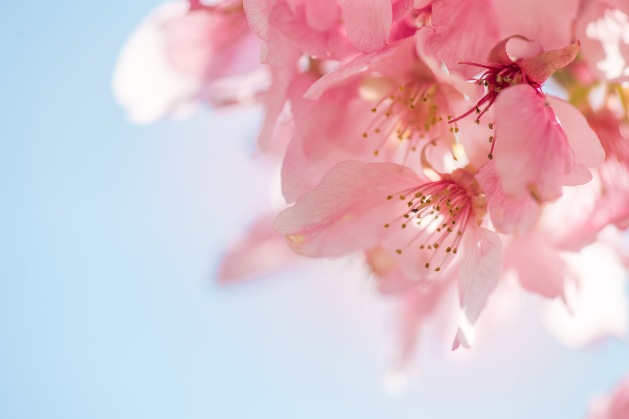 Nikon AF-S Micro-Nikkor 105mm F2.8G IF-ED VR sample photo. Dsc photography