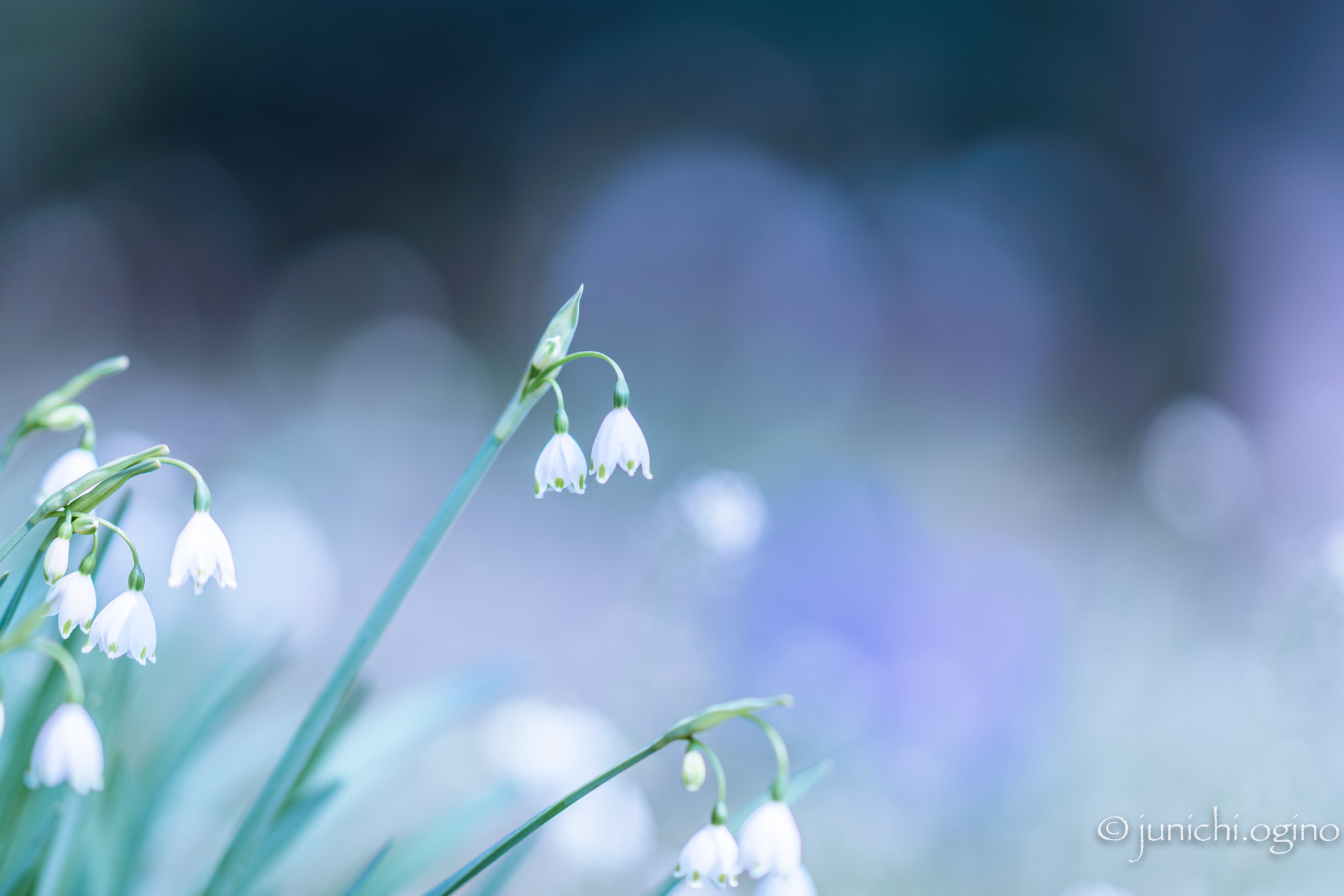 Sony Sonnar T* 135mm F1.8 ZA sample photo. Magical photography
