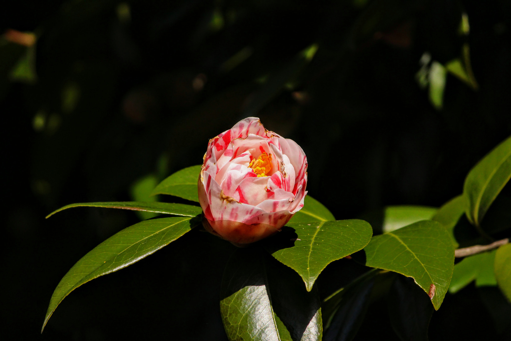 Canon EOS 100D (EOS Rebel SL1 / EOS Kiss X7) sample photo. 椿　八重 photography