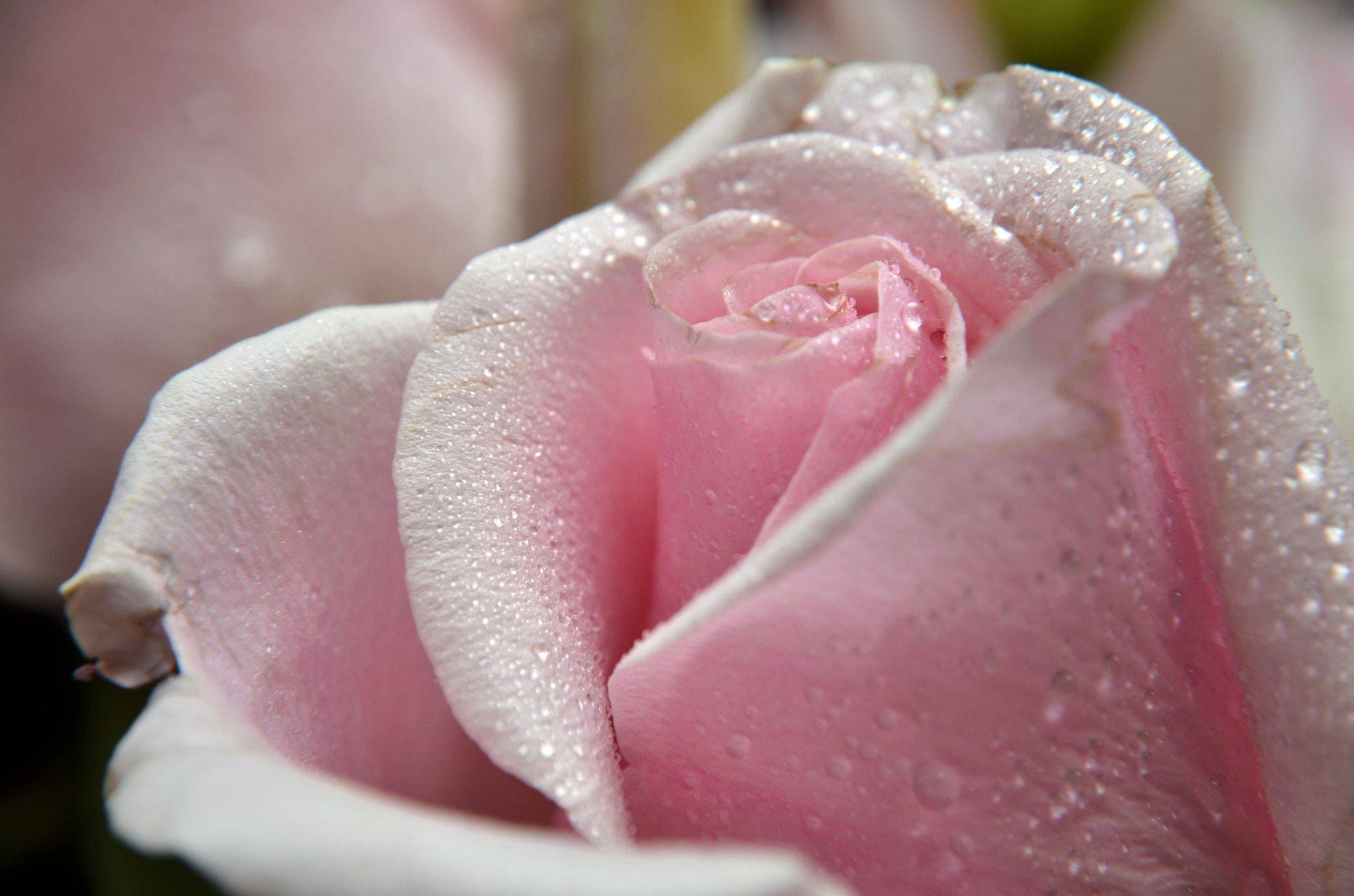 Nikon D5100 sample photo. Dew-kissed pink rose photography