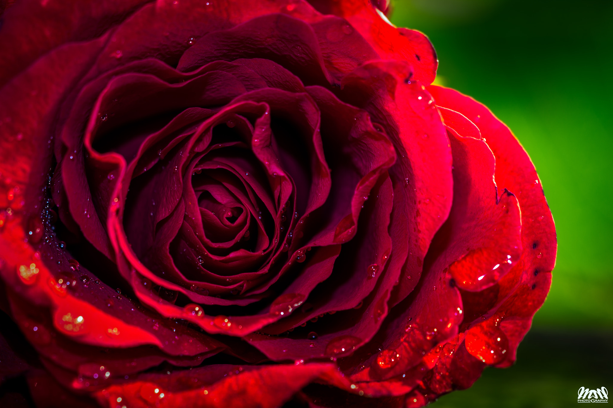 Canon EF 180mm F3.5L Macro USM sample photo. N' roses photography