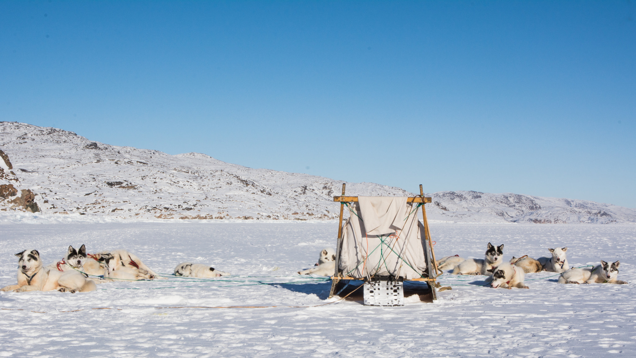 Nikon D7100 + Sigma 17-70mm F2.8-4 DC Macro OS HSM sample photo. Dog sled ilulissat photography