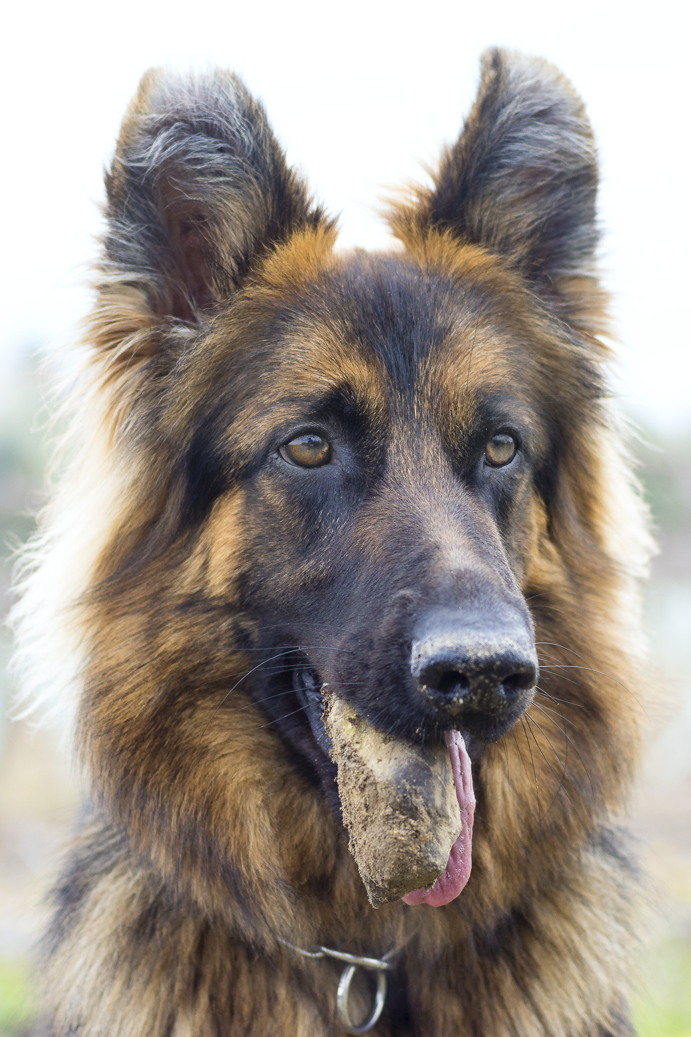 Nikon D7100 + AF Nikkor 50mm f/1.4 sample photo. Lola and her stone photography