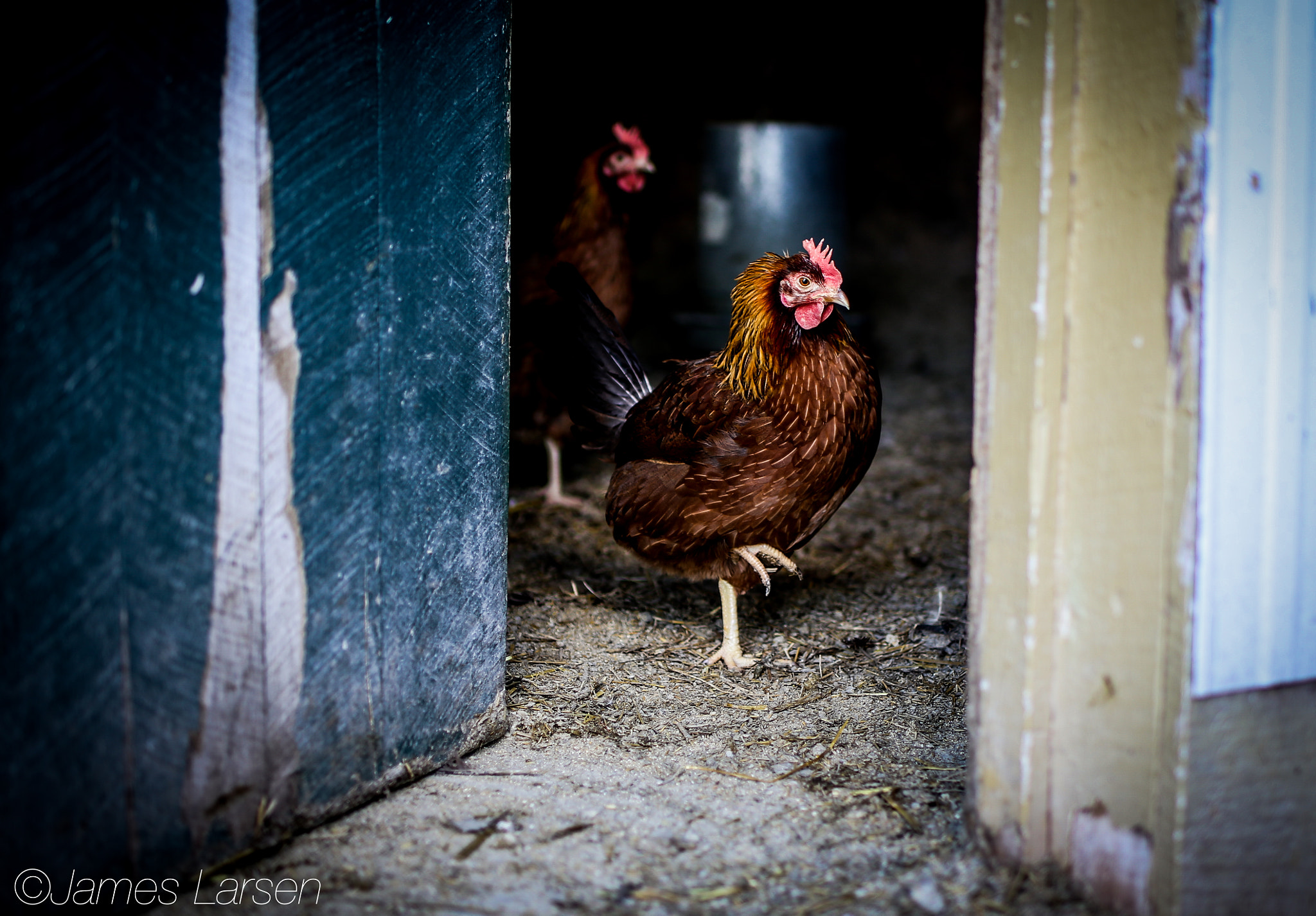 Tamron SP 45mm F1.8 Di VC USD sample photo. Rooster by barn door photography