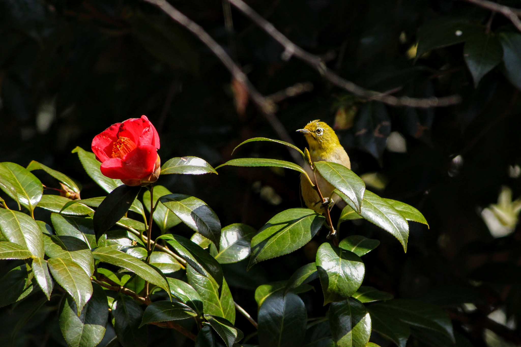 Canon EOS 100D (EOS Rebel SL1 / EOS Kiss X7) sample photo. 狙う photography