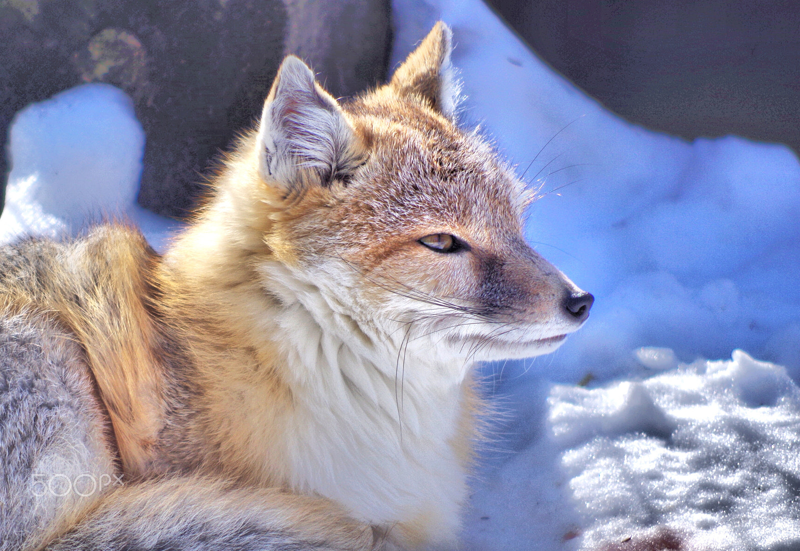 smc PENTAX-DA L 55-300mm F4-5.8 ED sample photo. Look photography