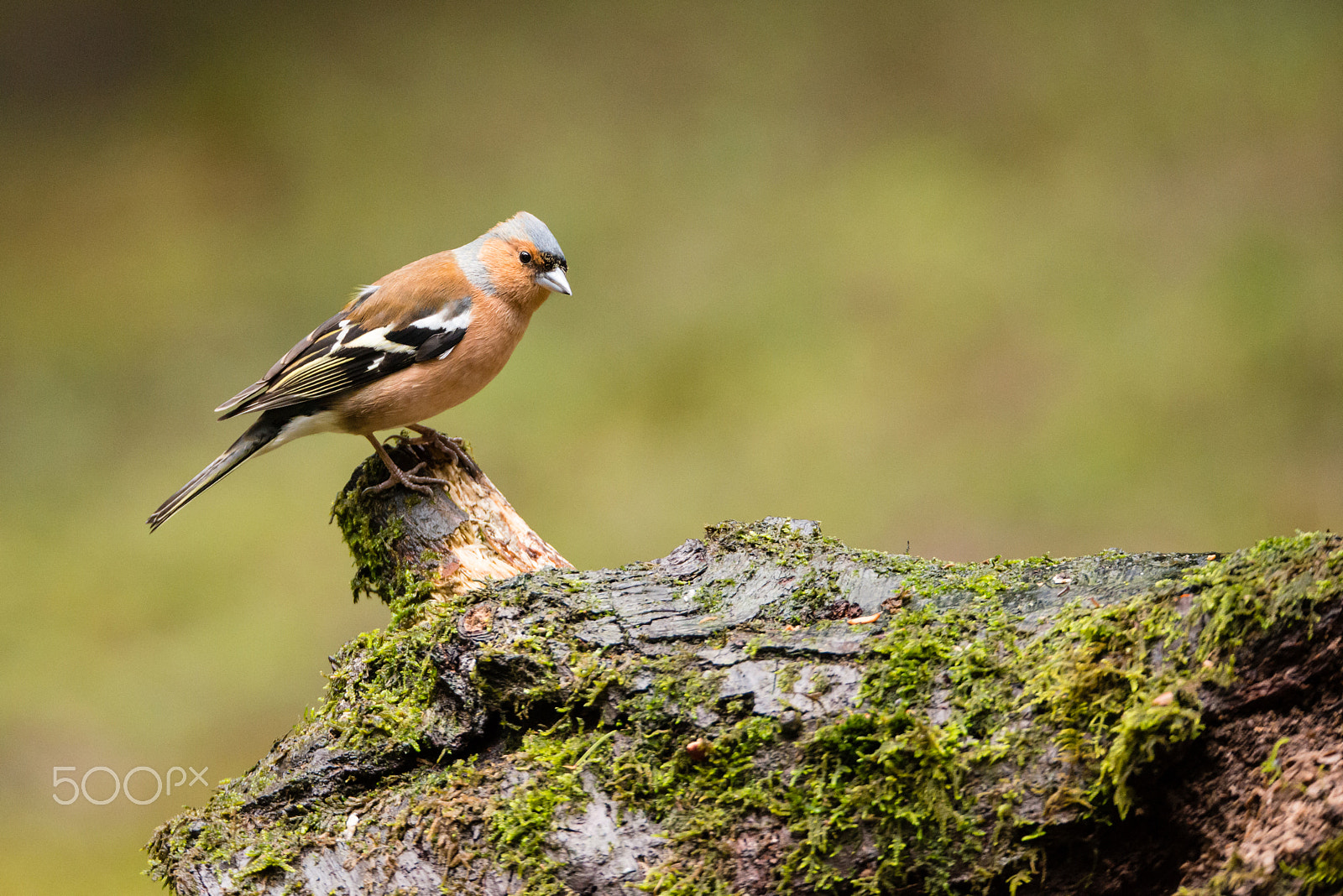 Sigma 150-600mm F5-6.3 DG OS HSM | S sample photo. Chaffinch photography