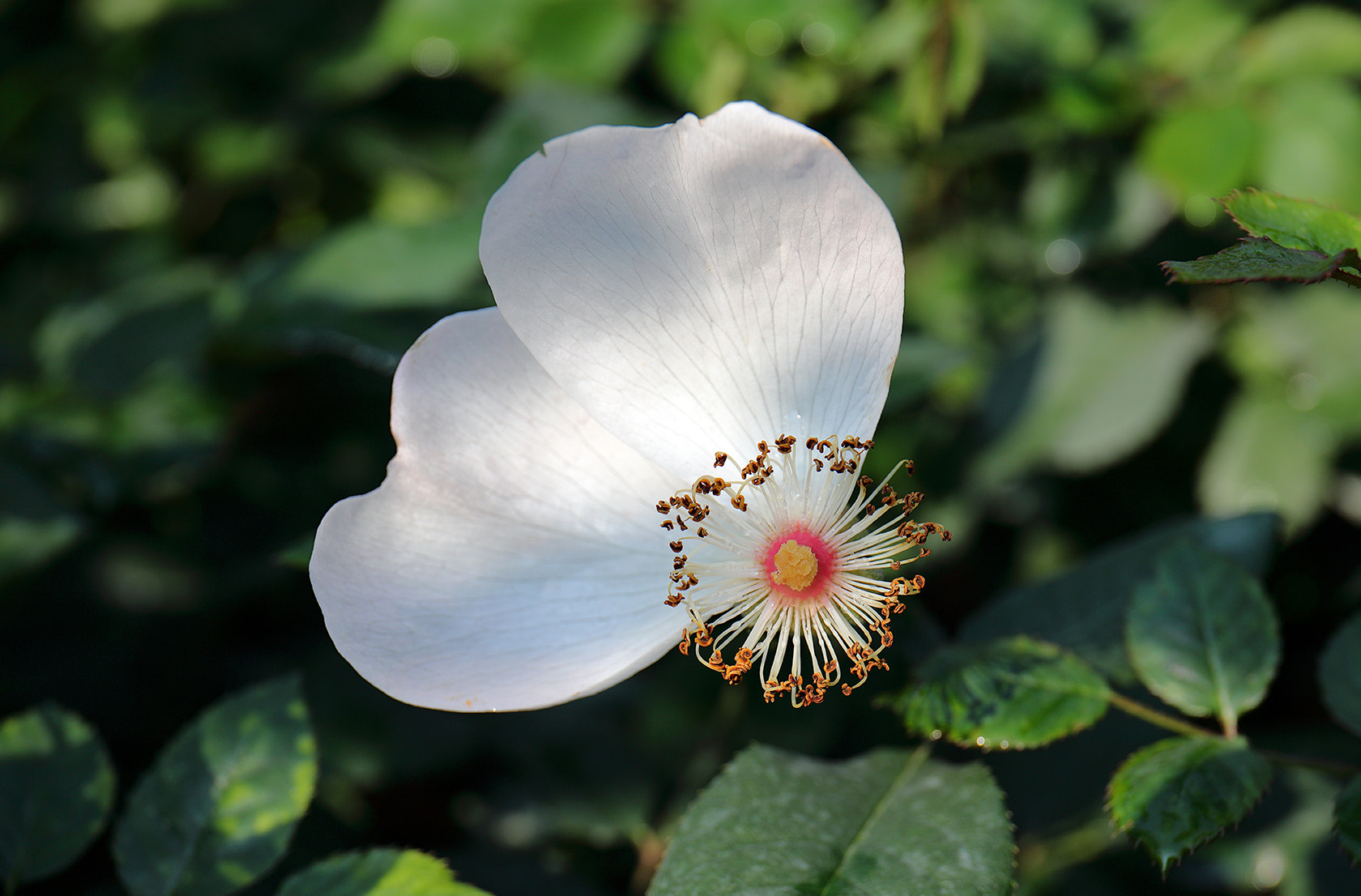 Canon EF 24-70mm F4L IS USM sample photo. 一半花瓣的月季花 photography