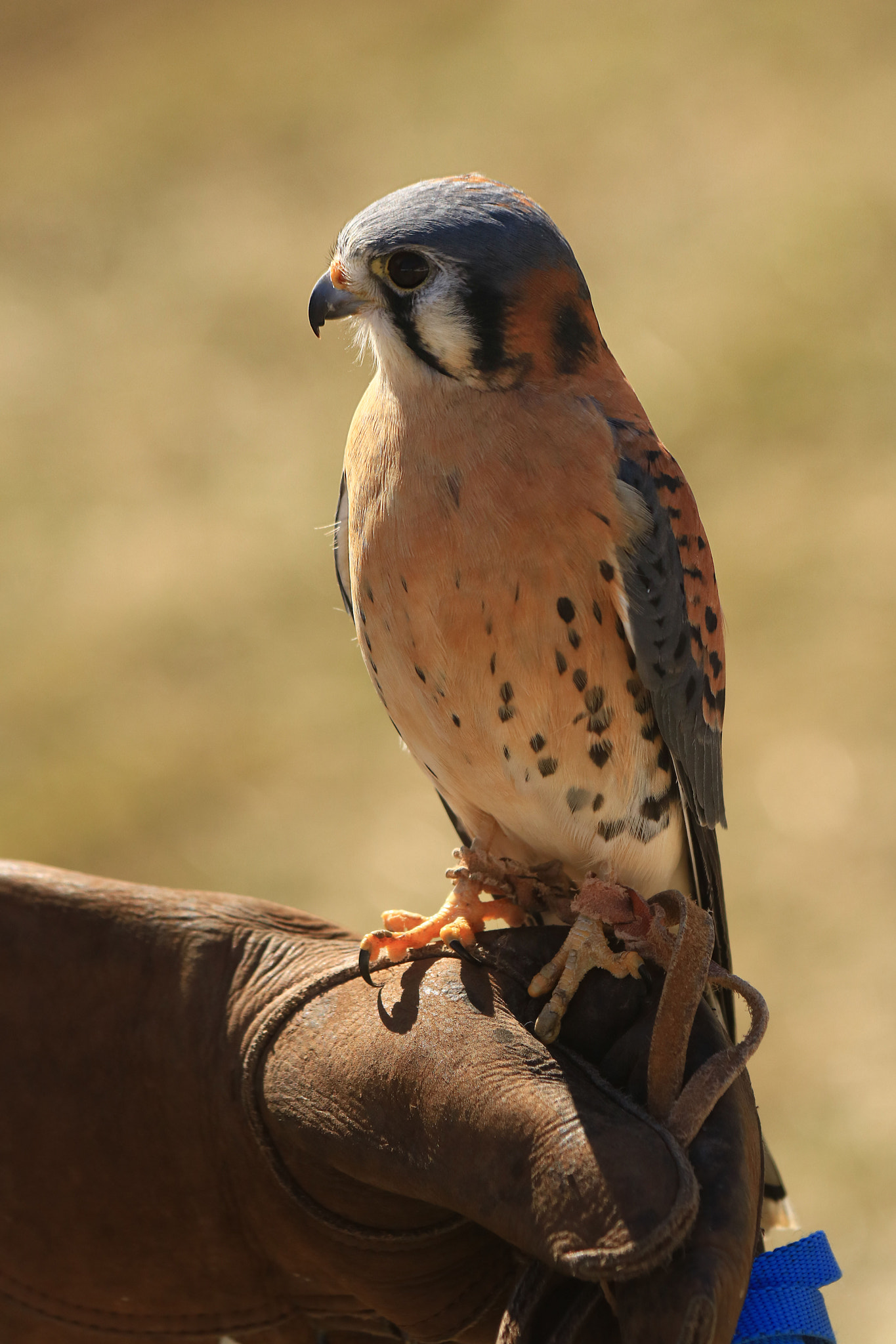 Canon EF 70-300mm F4-5.6 IS USM sample photo. Time to get the good side photography