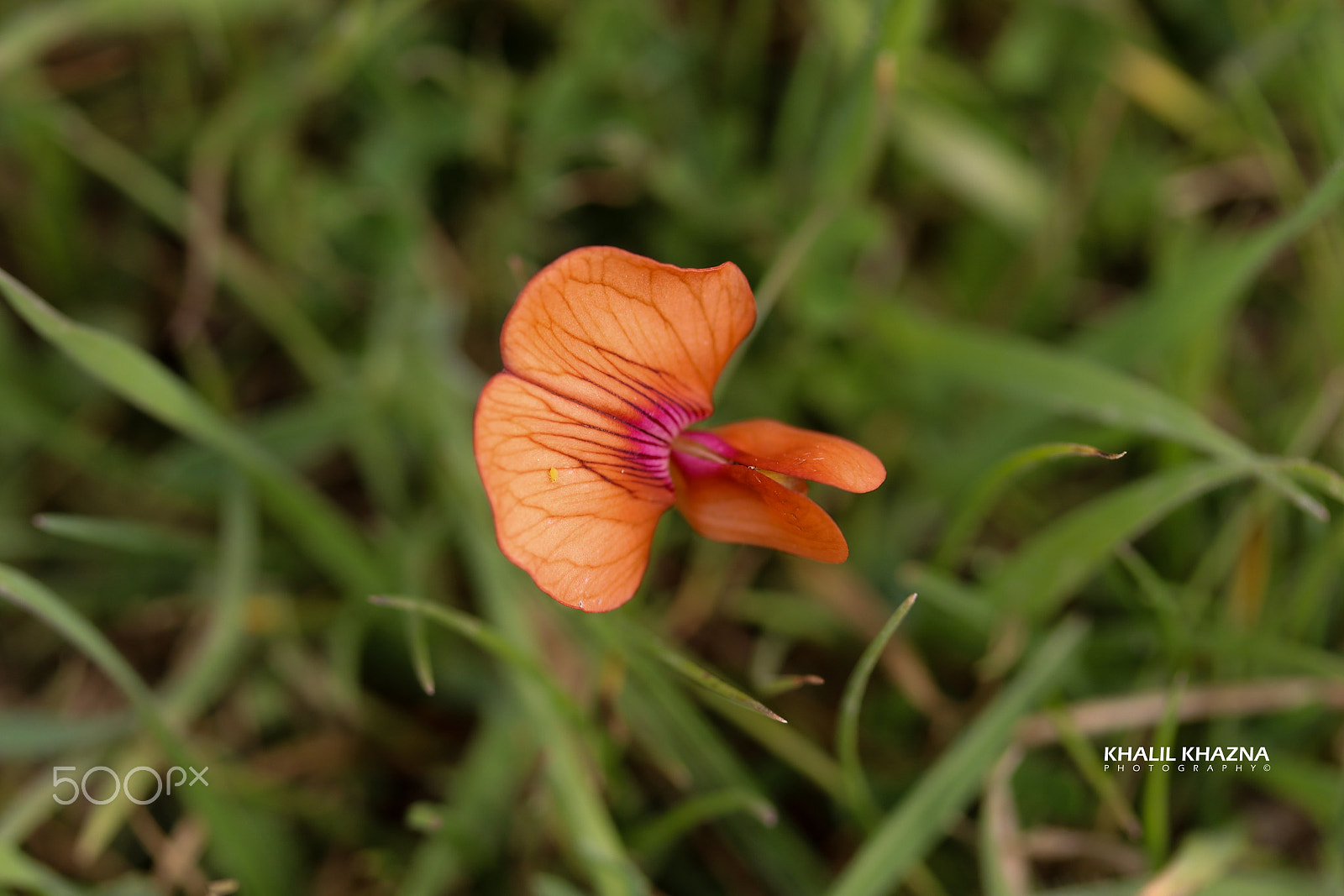 Canon EF-S 60mm F2.8 Macro USM sample photo. Img photography