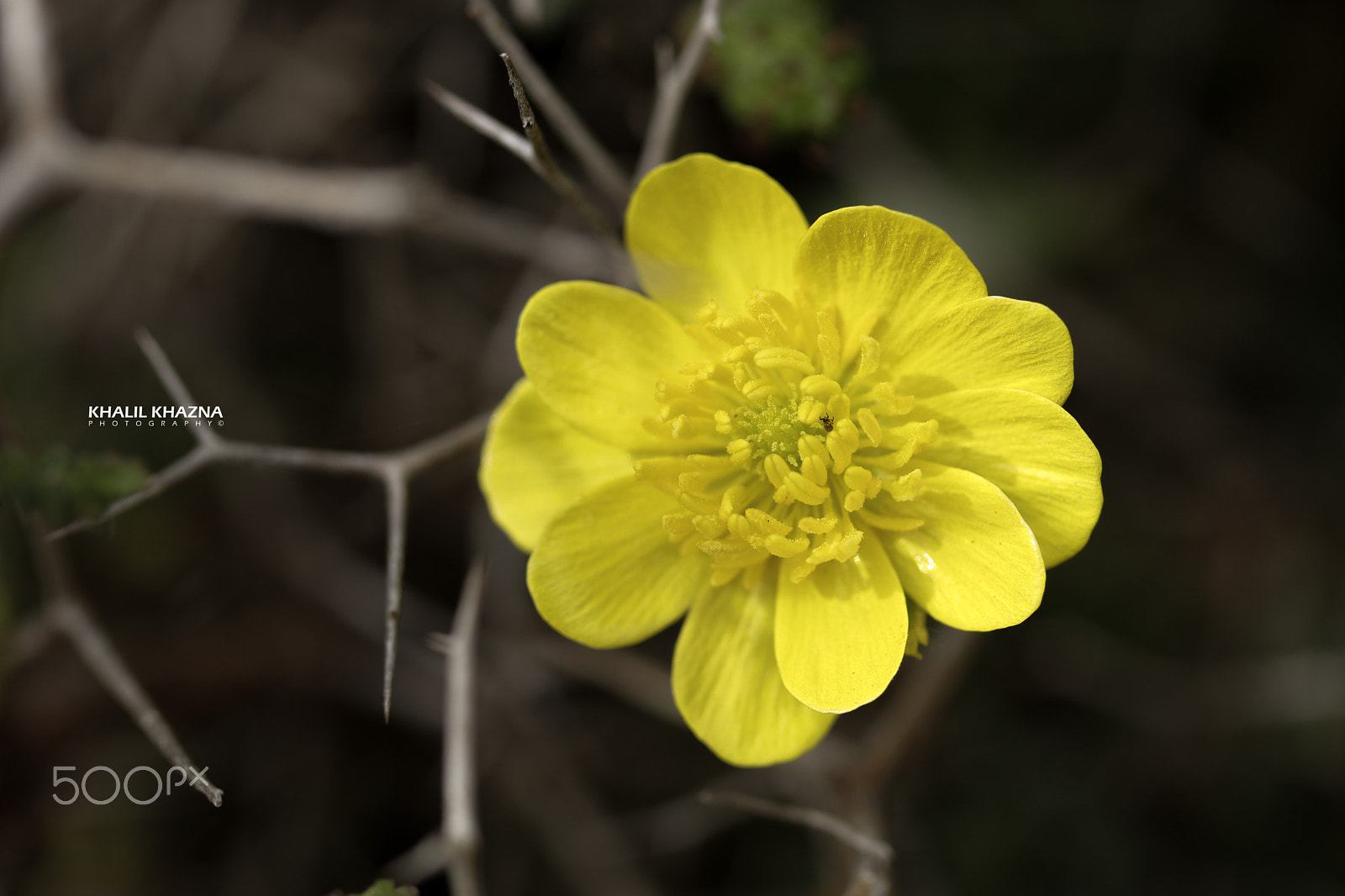 Canon EF-S 60mm F2.8 Macro USM sample photo. Img photography
