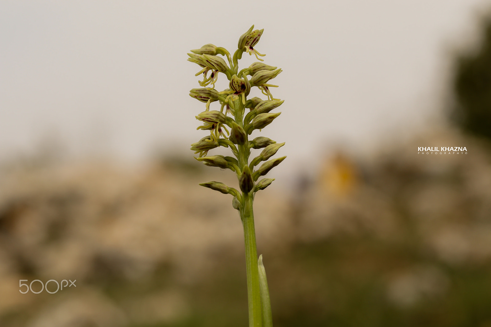 Canon EF-S 60mm F2.8 Macro USM sample photo. Img photography