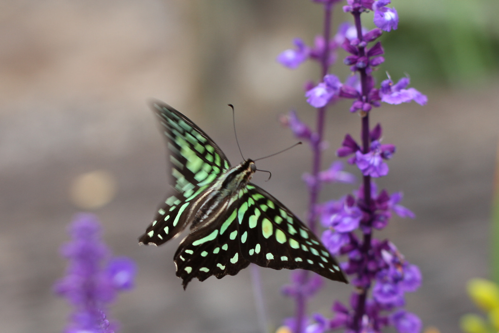 Tamron SP AF 60mm F2 Di II LD IF Macro sample photo. Flying to the lavender photography