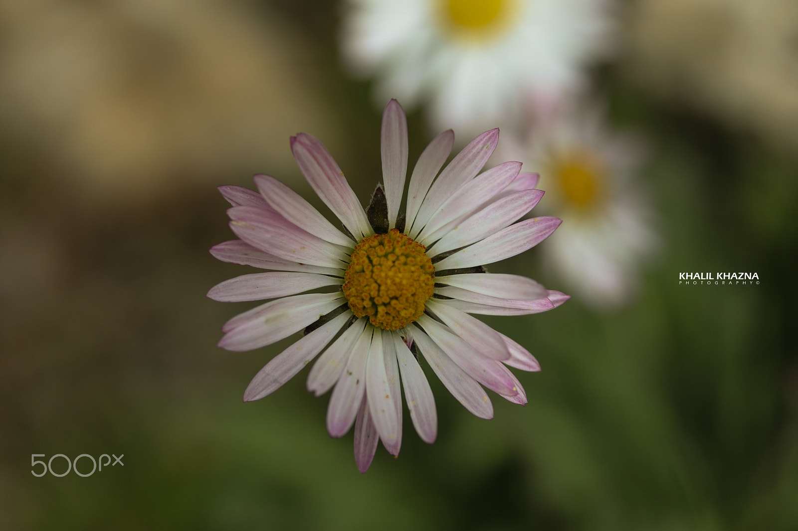 Canon EF-S 60mm F2.8 Macro USM sample photo. Img photography