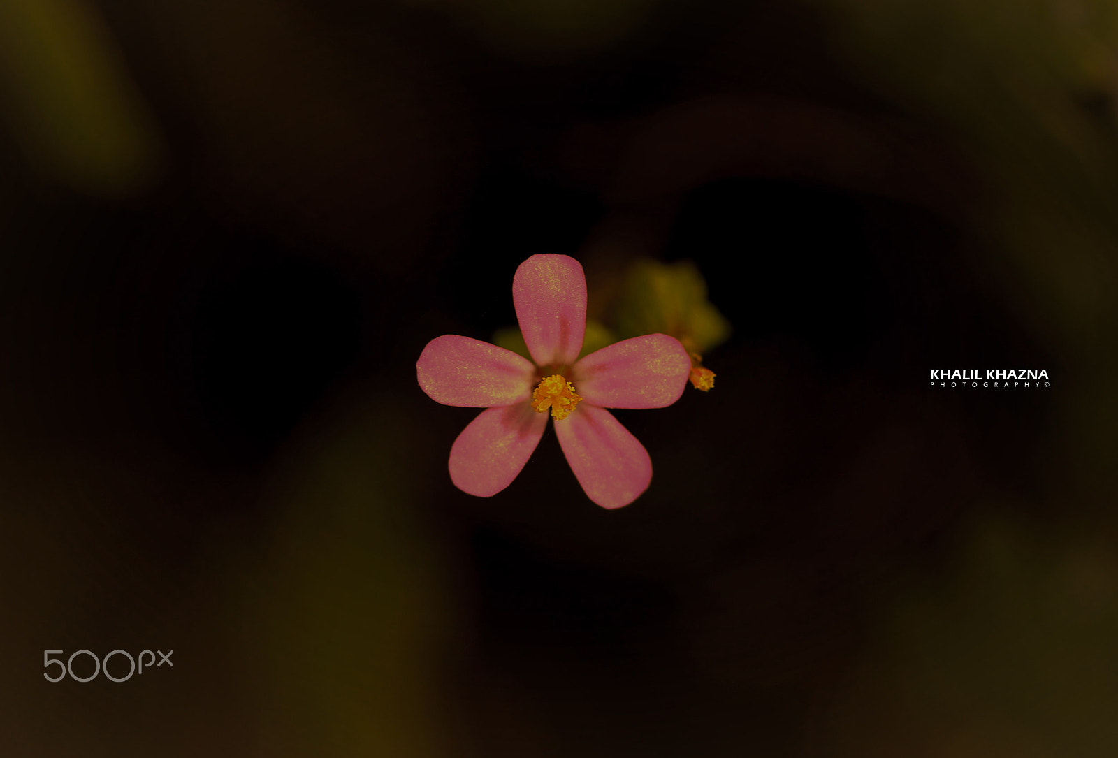 Canon EF-S 60mm F2.8 Macro USM sample photo. Img photography