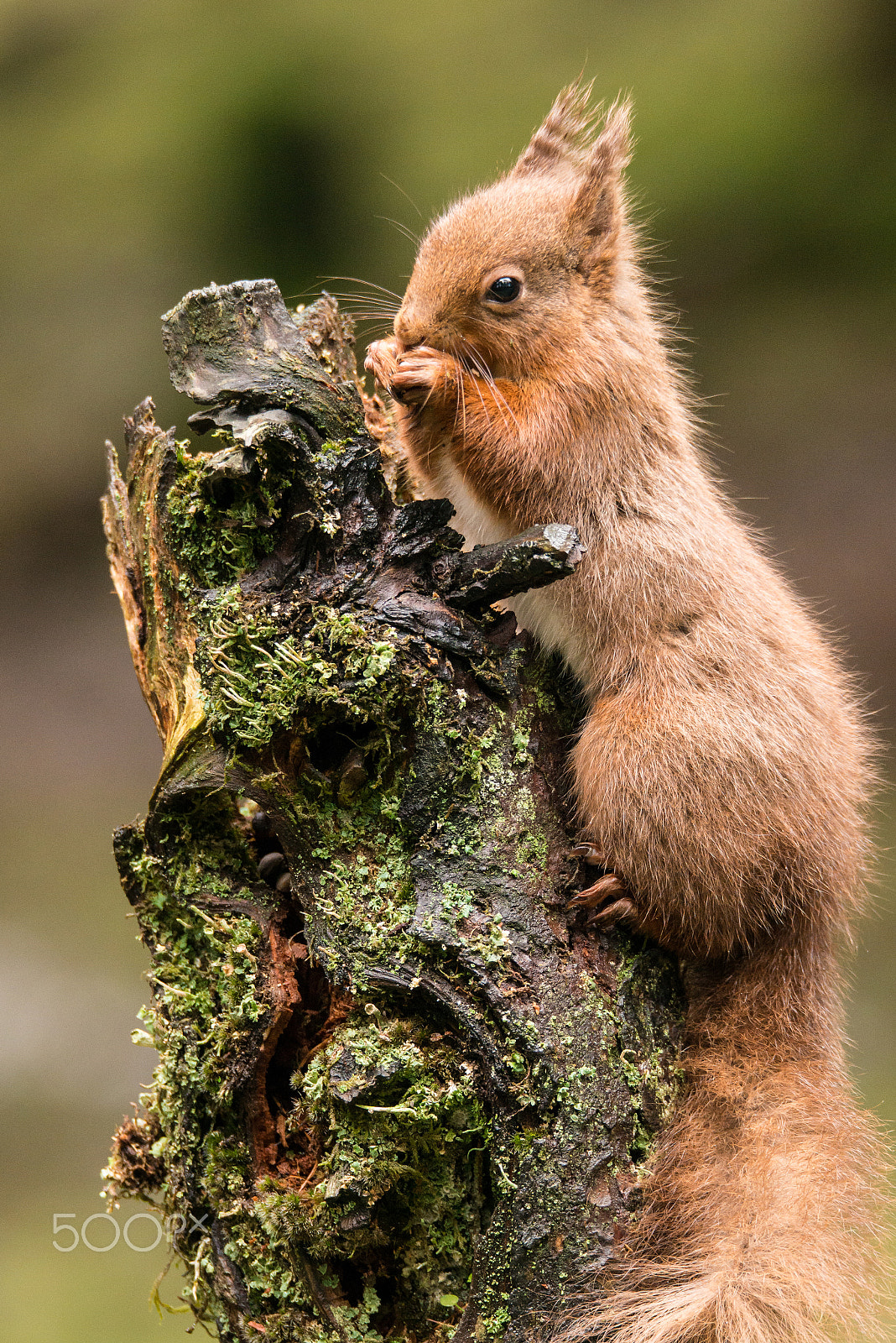 Sigma 150-600mm F5-6.3 DG OS HSM | S sample photo. Perching photography