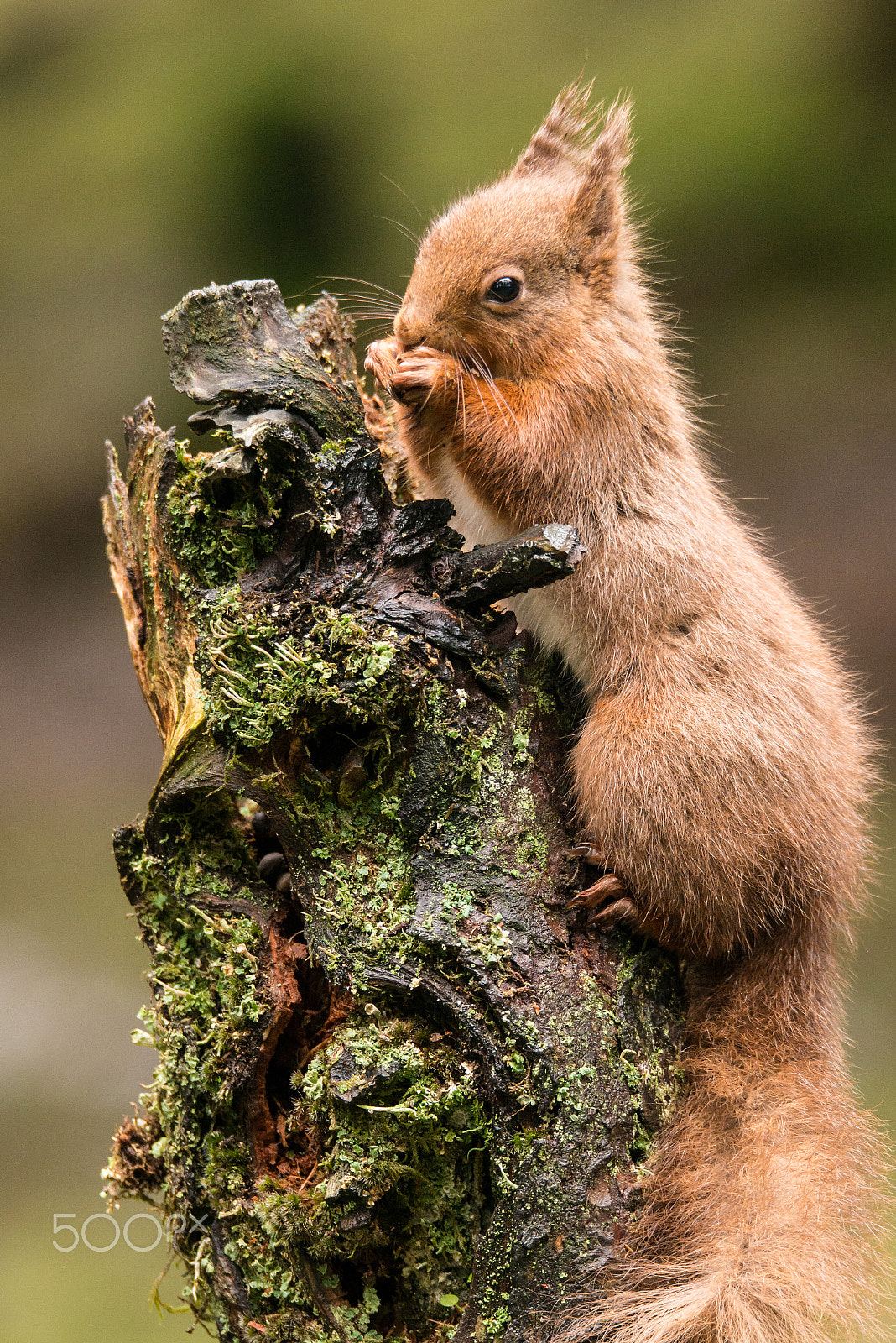 Nikon D800 + Sigma 150-600mm F5-6.3 DG OS HSM | S sample photo. Perching photography