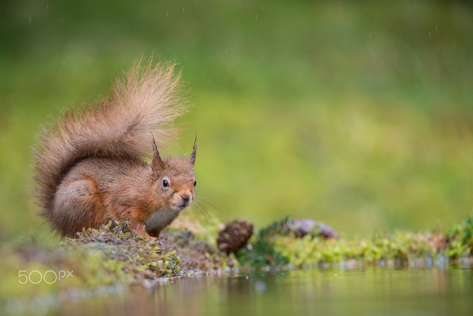 Sigma 150-600mm F5-6.3 DG OS HSM | S sample photo. Alert photography