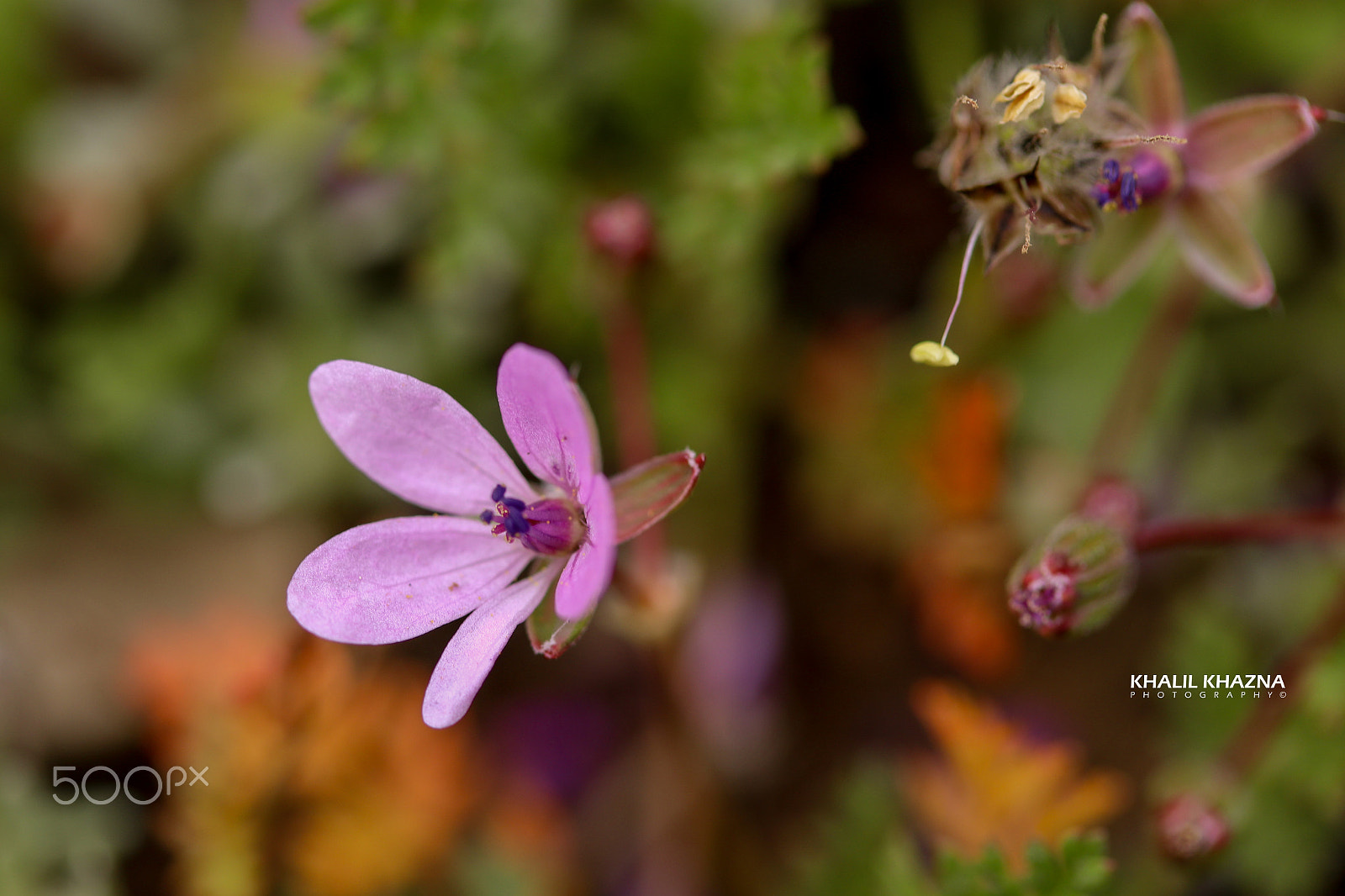 Canon EF-S 60mm F2.8 Macro USM sample photo. Img photography