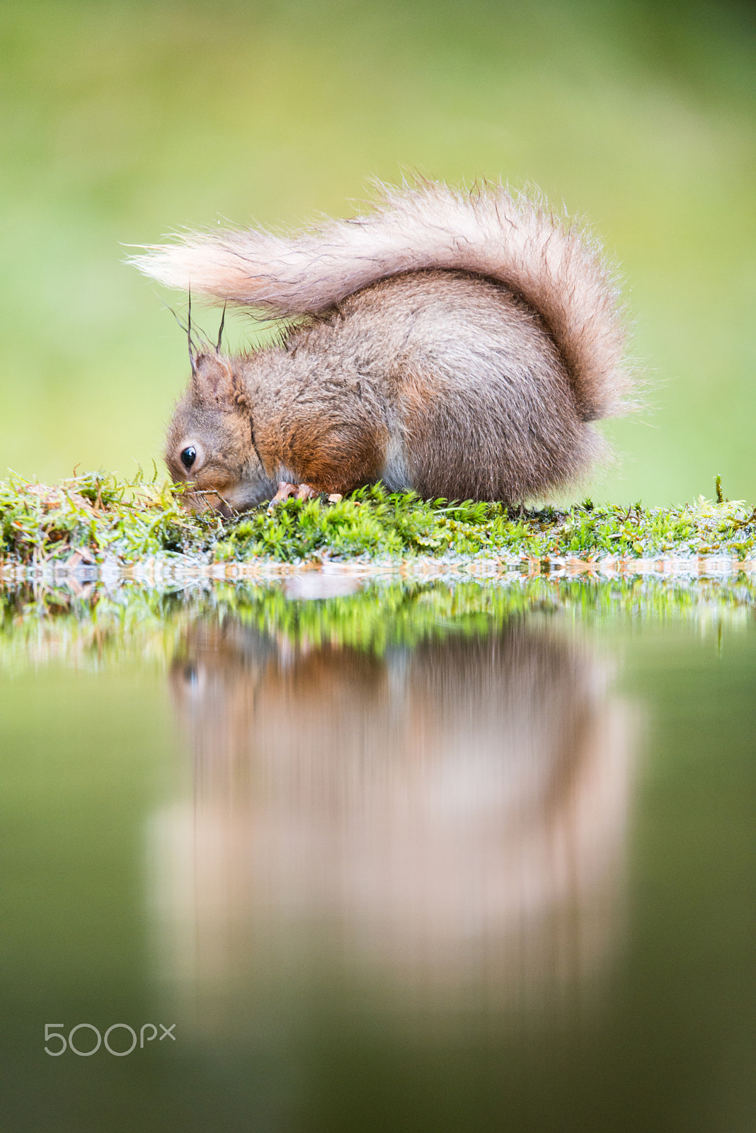 Sigma 150-600mm F5-6.3 DG OS HSM | S sample photo. Rooting photography