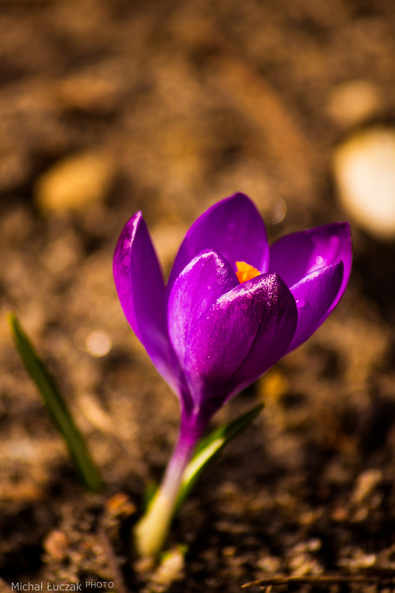 Canon EF-S 55-250mm F4-5.6 IS sample photo. Crocus photography
