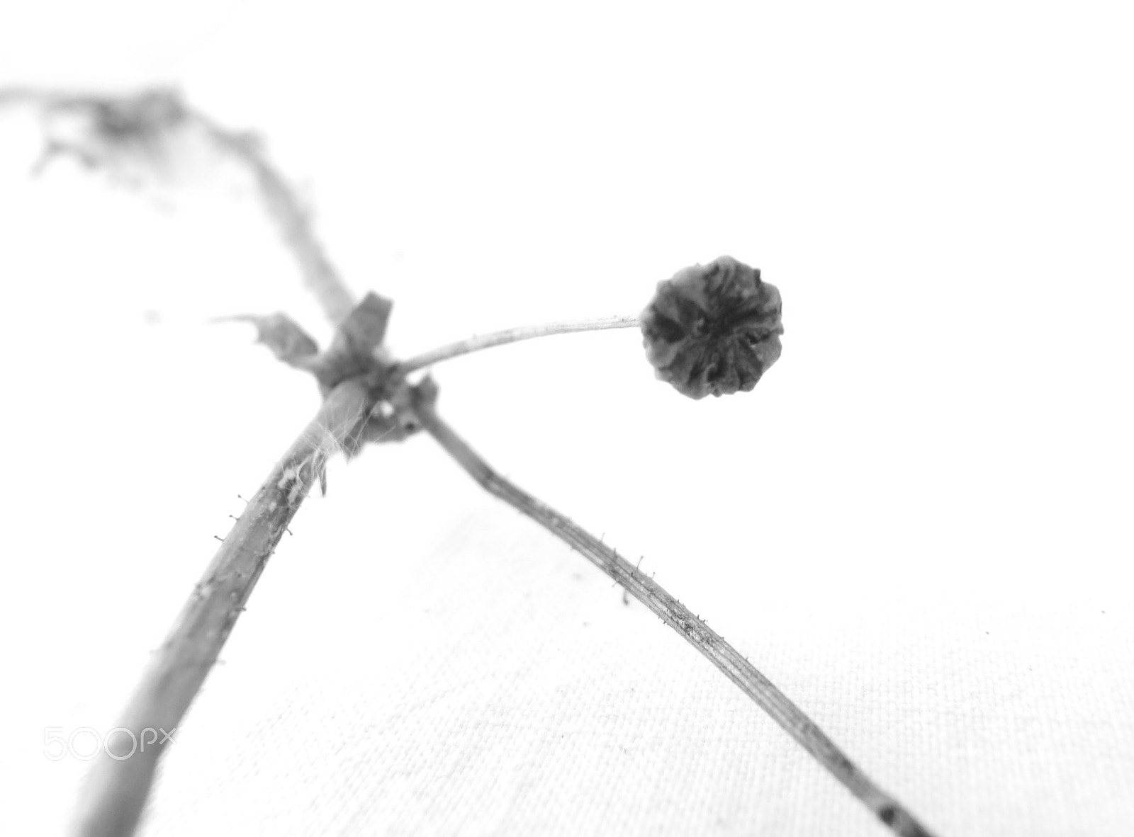 Ricoh PENTAX XG-1 sample photo. Dried flower photography