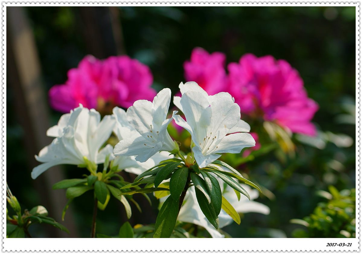 Sony Alpha NEX-6 + Canon EF 100mm F2.8L Macro IS USM sample photo. Rhododendron photography