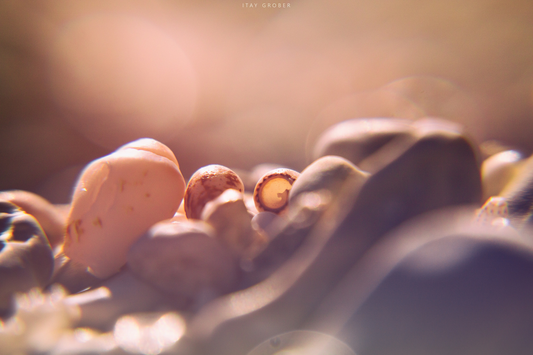 Canon EF-S 17-55mm F2.8 IS USM sample photo. Shells photography