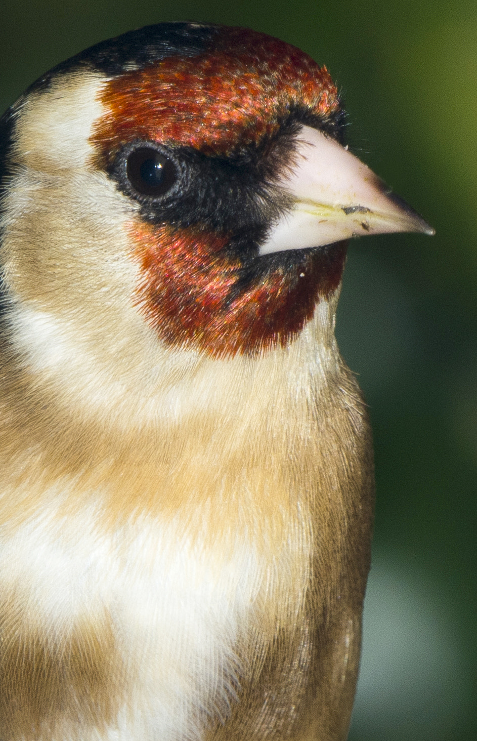Nikon AF-S Nikkor 200-500mm F5.6E ED VR sample photo. Goldfinch photography
