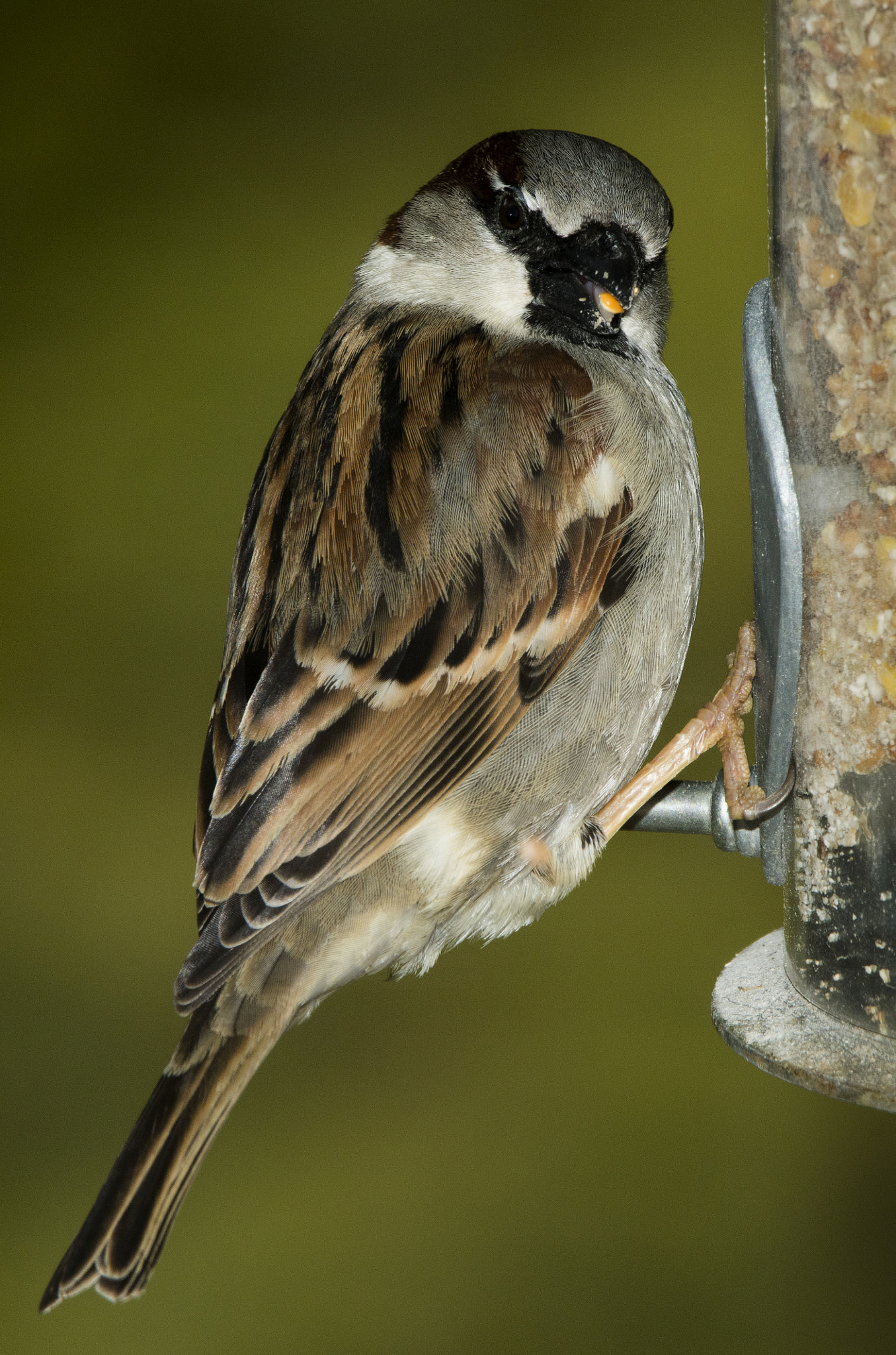 Nikon AF-S Nikkor 200-500mm F5.6E ED VR sample photo. House sparrow photography