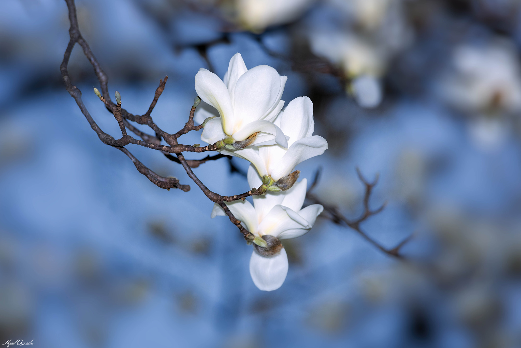 Nikon D810 sample photo. モクレン magnolia photography