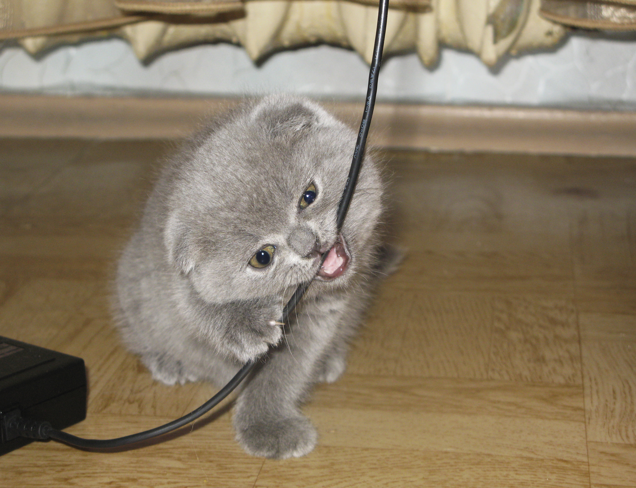 Canon POWERSHOT G7 sample photo. Kitten photography