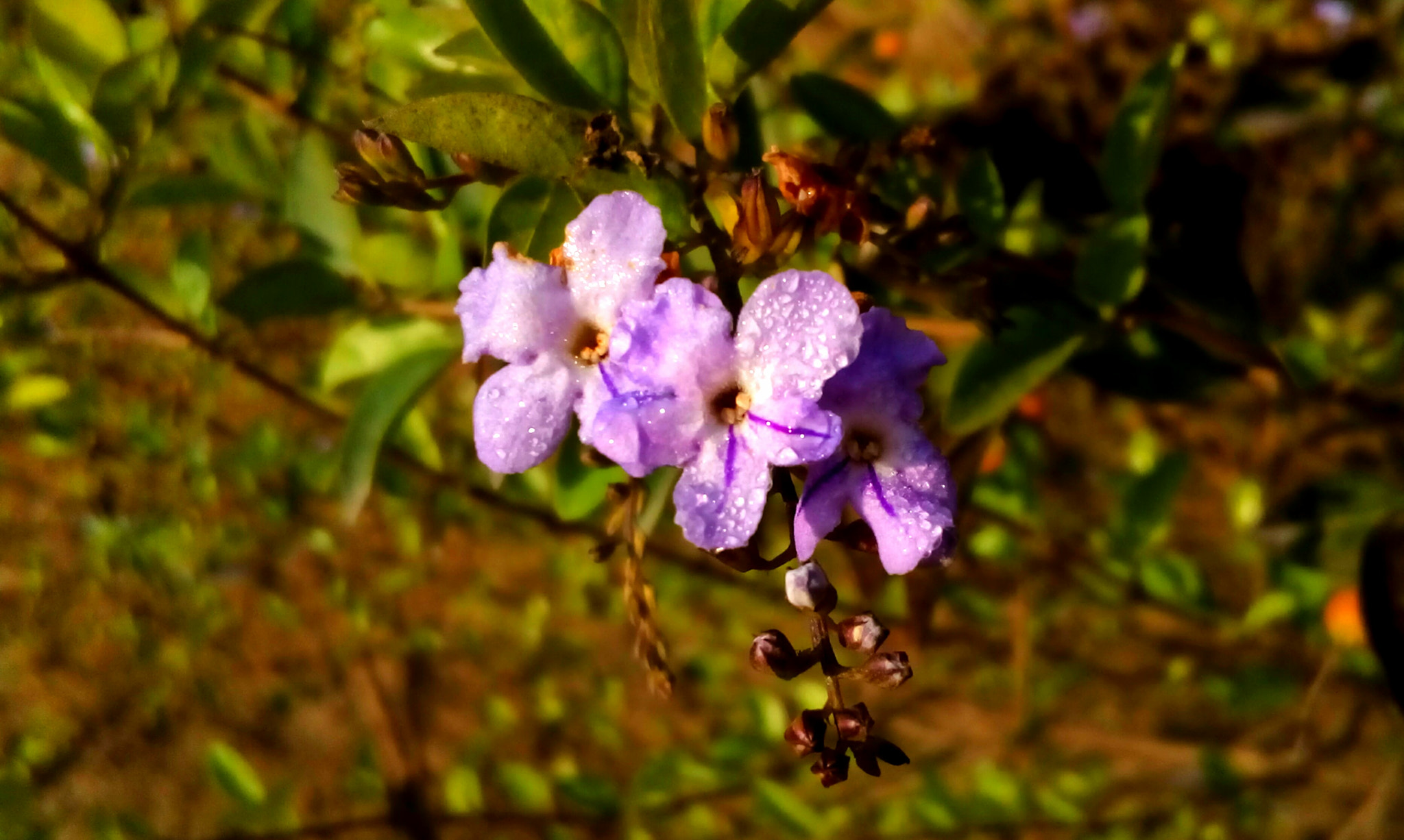 intex Cloud 4G Star sample photo. Flower  photography