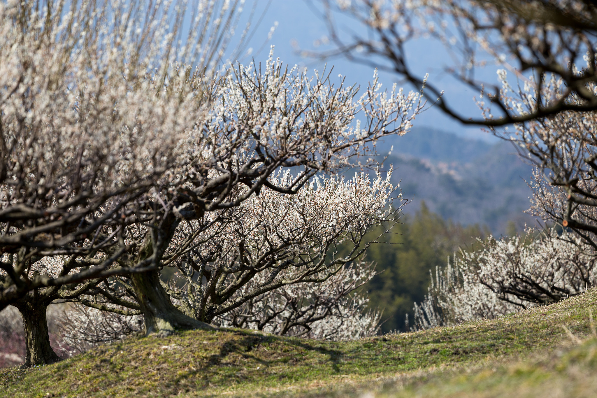 Canon EOS 6D + Canon EF 300mm F2.8L IS II USM sample photo. 梅の花 photography