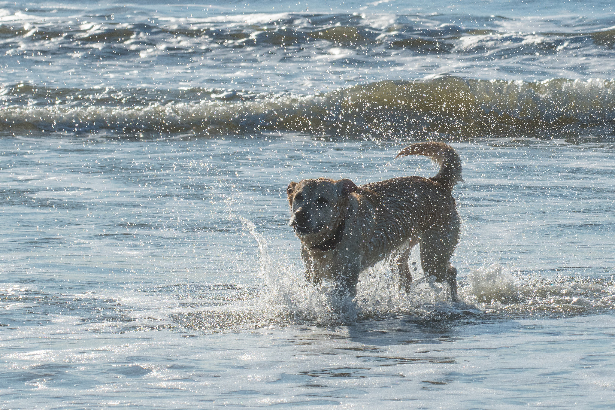Nikon D500 sample photo. Crash course in water sport photography