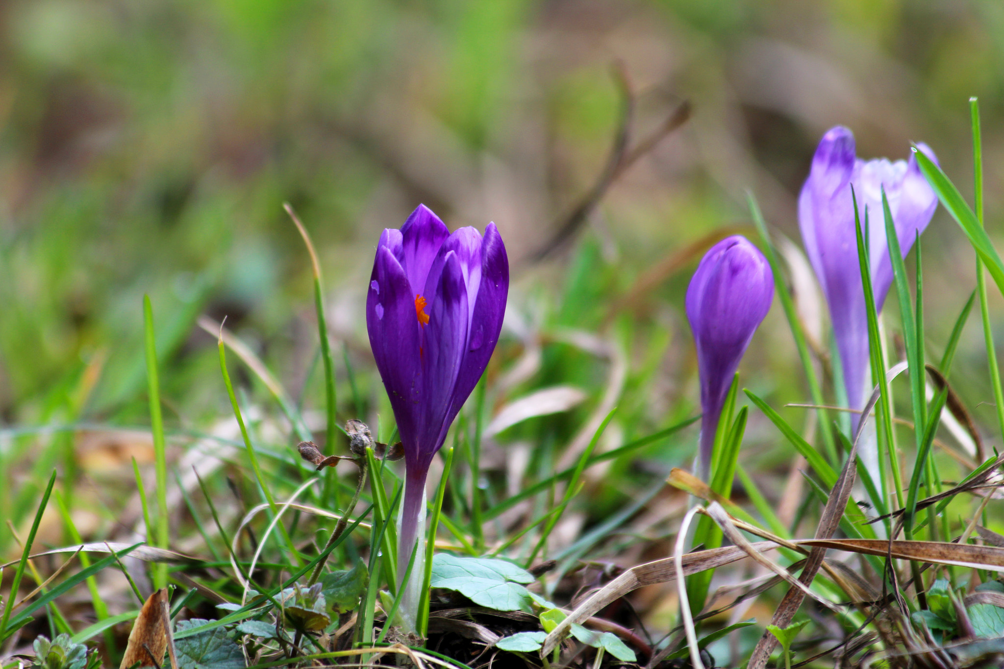 Canon EF 70-300mm F4-5.6 IS USM sample photo. Purple photography