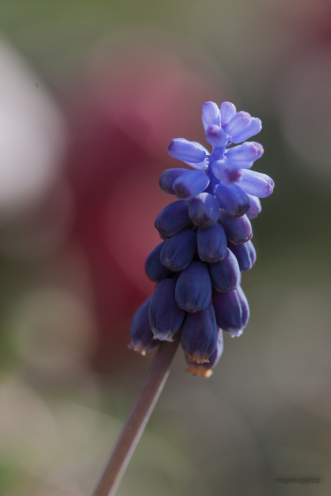 Canon EF 100mm F2.8L Macro IS USM sample photo. Calabruixa photography