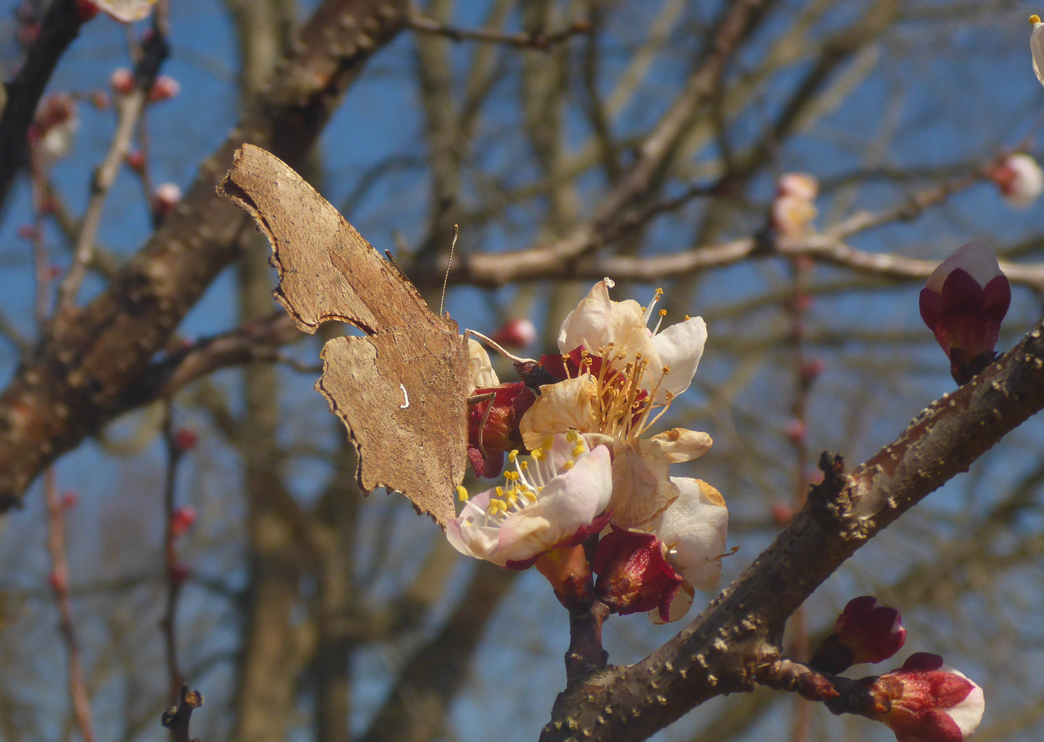 Panasonic Lumix DMC-TS5 (Lumix DMC-FT5) sample photo. 700-68.jpg photography