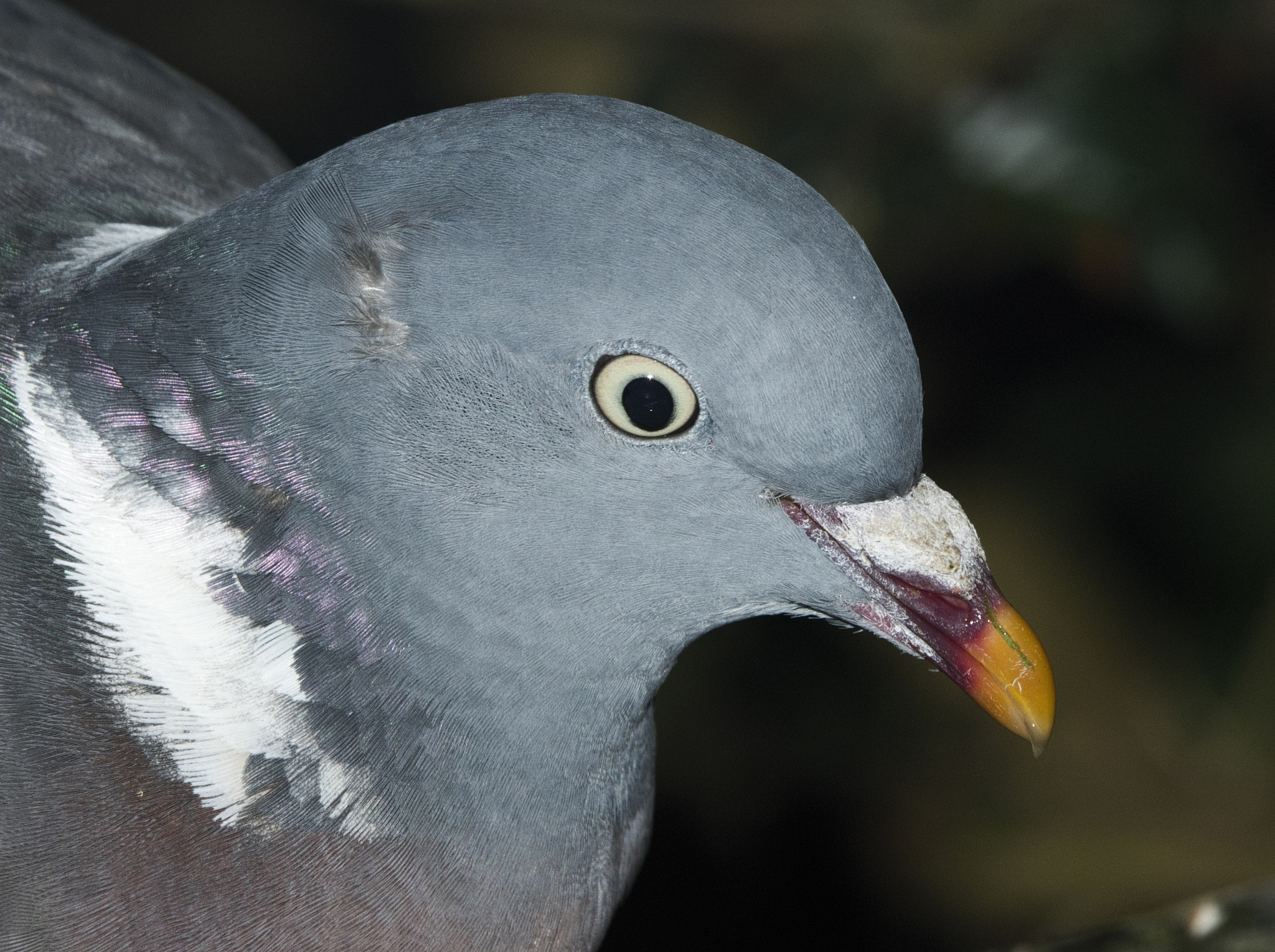Nikon AF-S Nikkor 200-500mm F5.6E ED VR sample photo. Wood pigeon photography