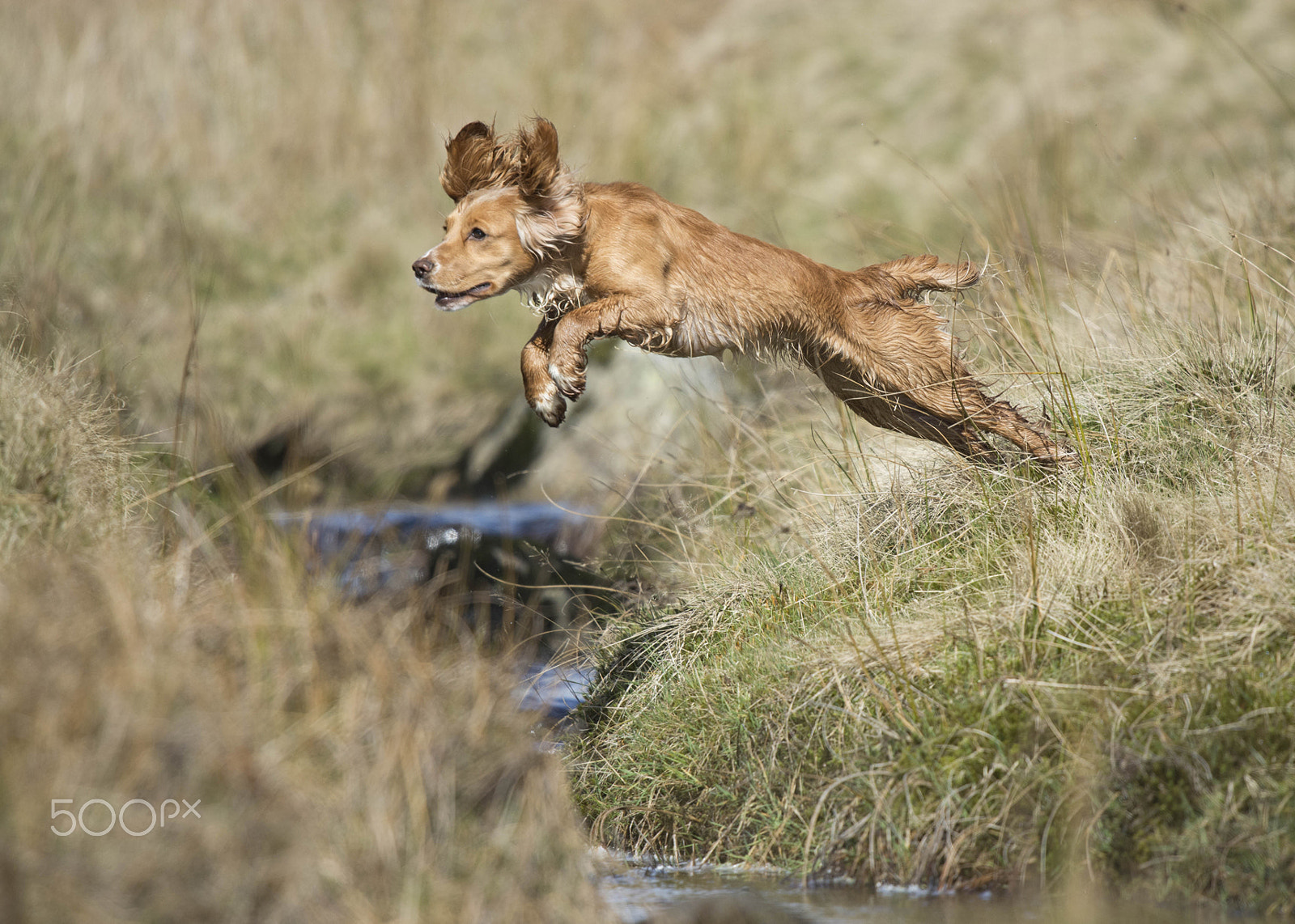 Nikon Nikkor AF-S 300mm F4E PF ED VR sample photo. High flying ziggy photography