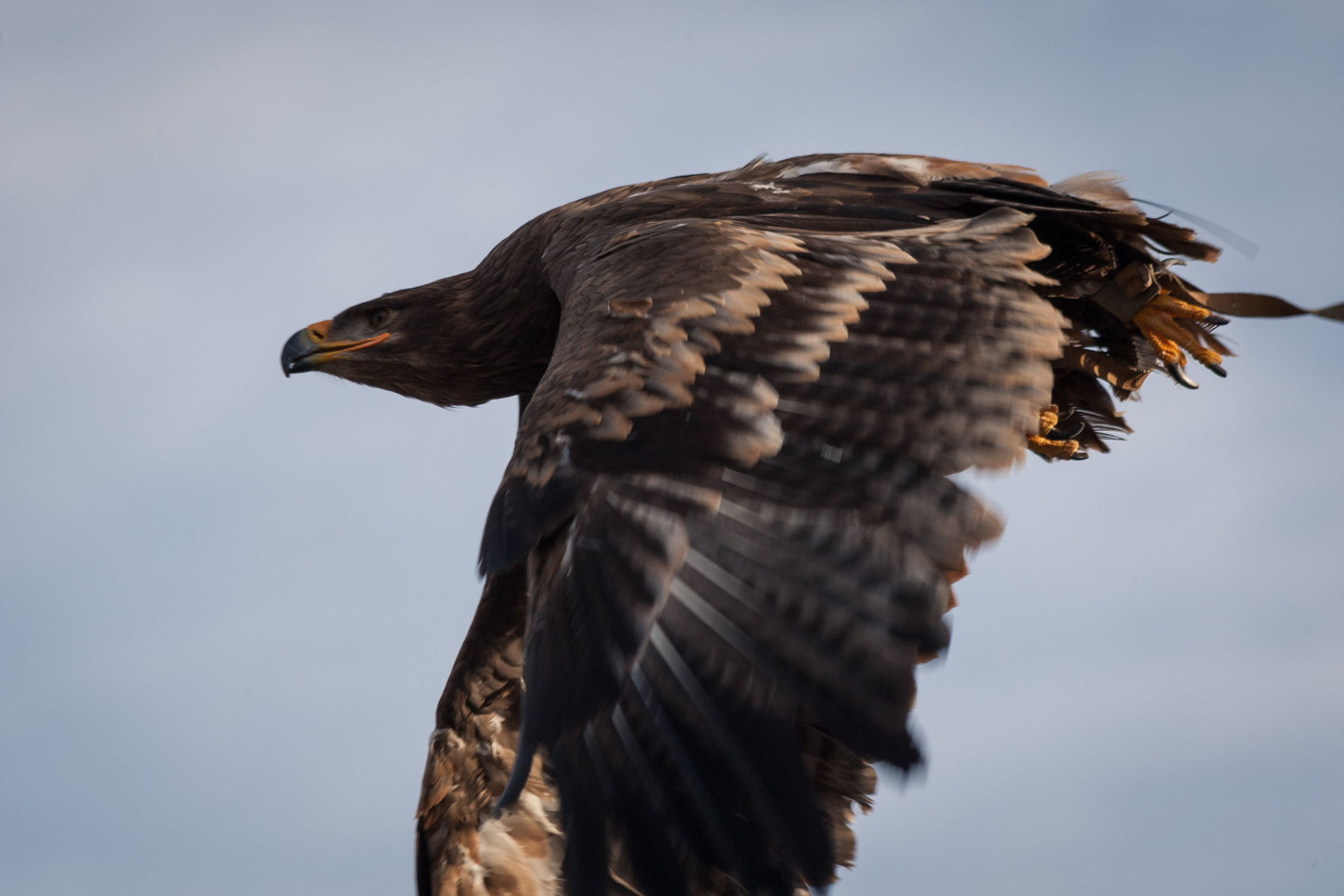Canon EOS-1D Mark III + Canon EF 70-300mm F4-5.6 IS USM sample photo. Raptor photography