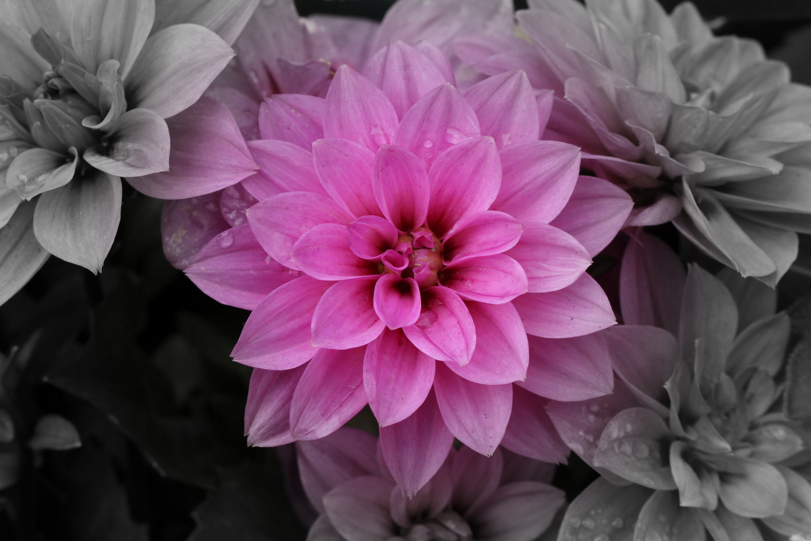 Tamron SP AF 60mm F2 Di II LD IF Macro sample photo. Dahlia photography