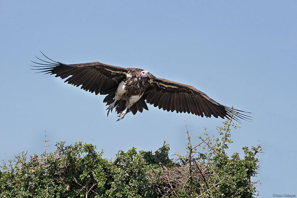 Sony 70-400mm F4-5.6 G SSM II sample photo. King of wings photography